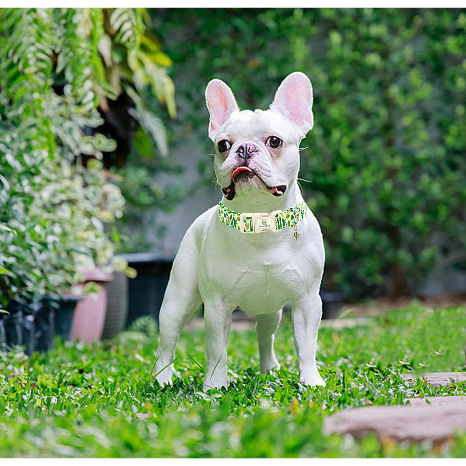 Lionheart Glory Dog Collar Green Cactus Print Collar For Medium Dogs Spring Summer Female Or Male Collars Pets Gift Adjustable H