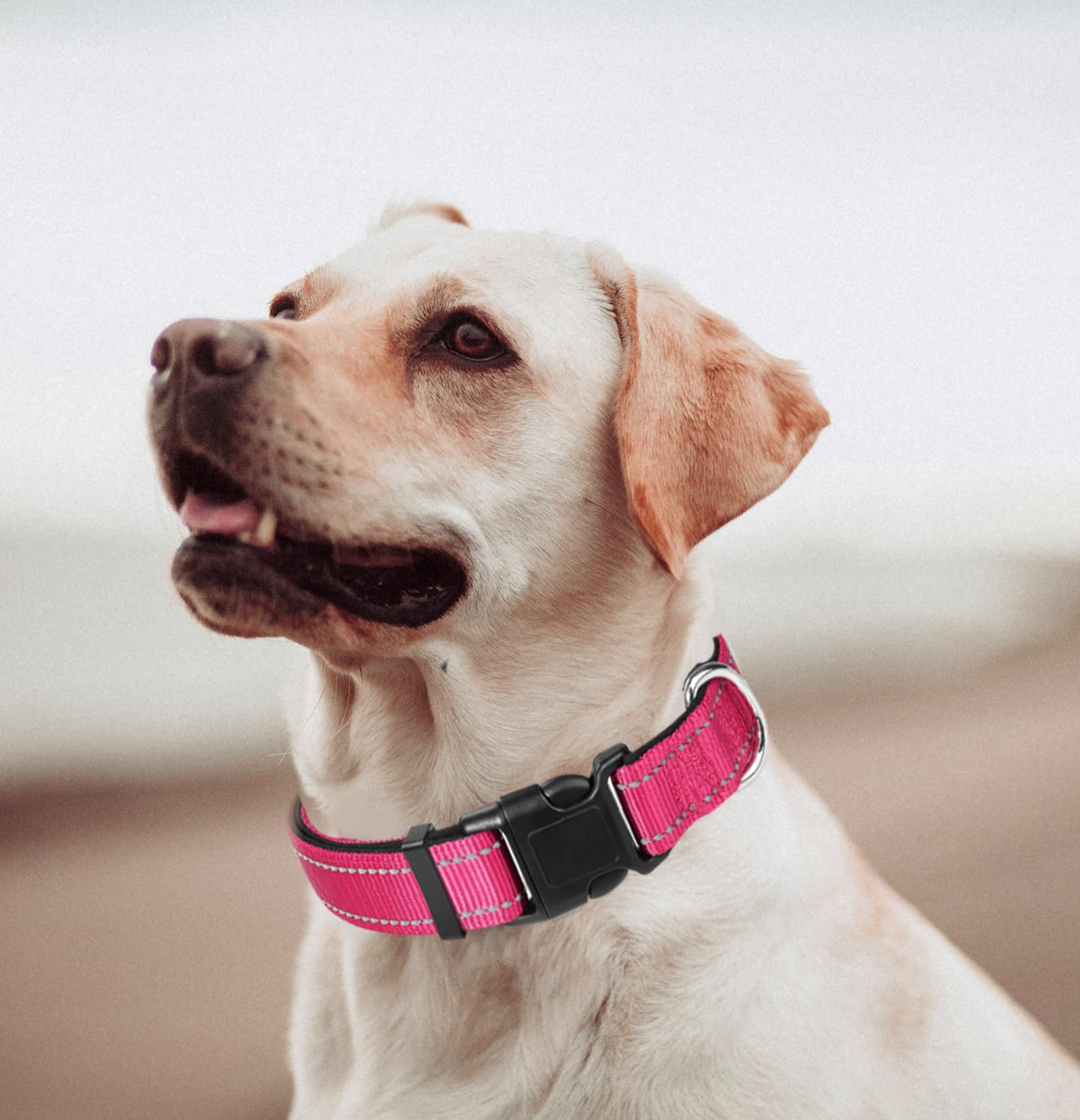 Xs Dog Collar, Reflective Pet Collar With Buckle Adjustable Safety Nylon Collars For Small Medium Large Dogs, Hot Pink
