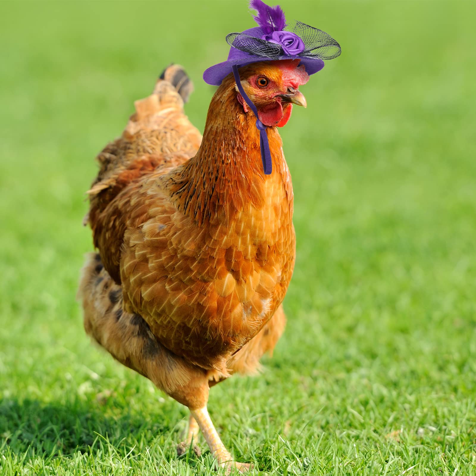 6 Pieces Chicken Hats For Hens Tiny Pets Funny Halloween Accessories Feather Top Hat With Adjustable Elastic Chin Strap Rooster Duck Parrot Poultry Stylish Show Costume (Simple Style)