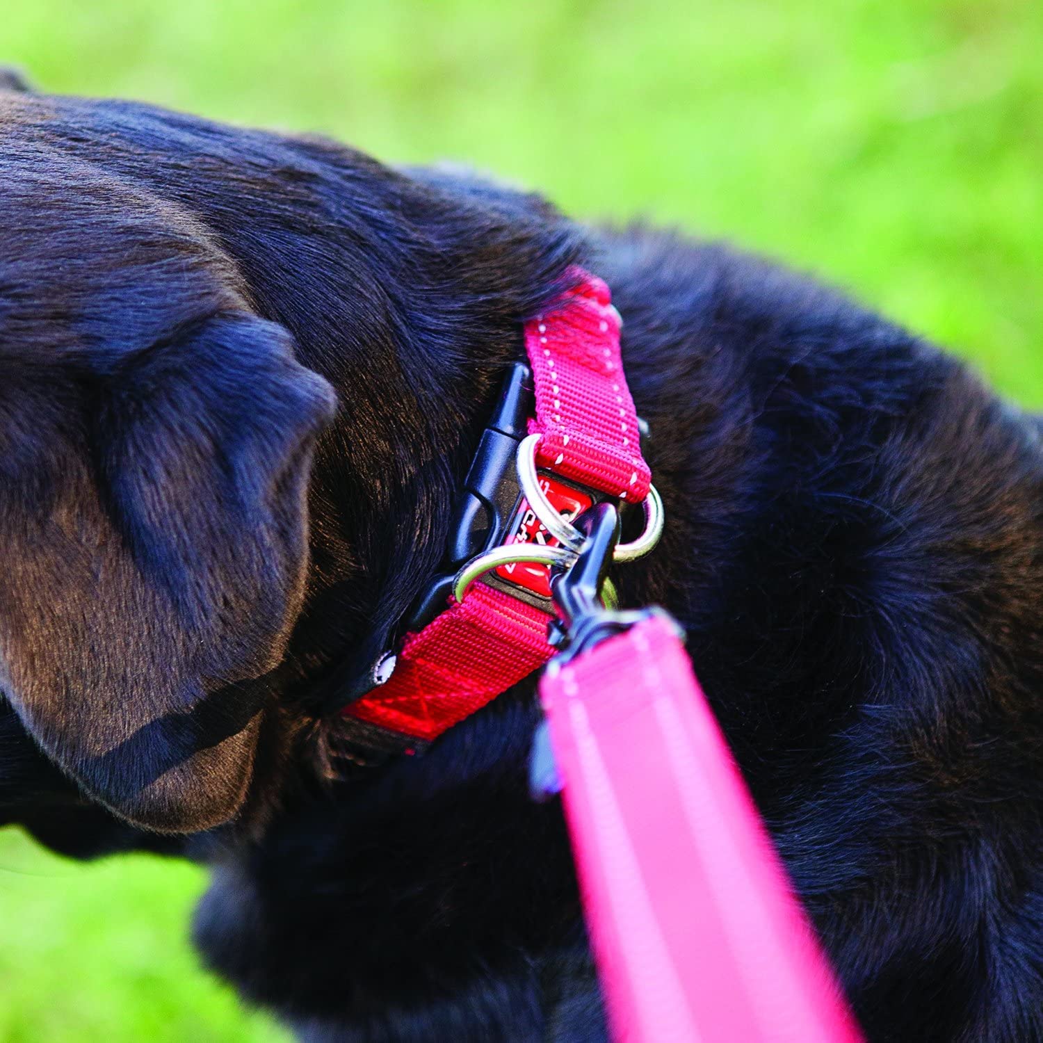 EzyDog Double Up Dog Collar - Reflective Large Dog Collar with ID Tag D-Ring, For Small, Medium & Large Dogs - Supreme Comfort w