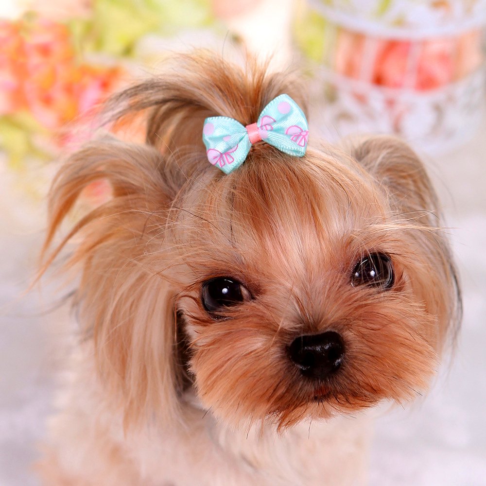 Yoy 50 Pcs Adorable Grosgrain Ribbon Pet Dog Hair Bows With Elastic Rubber Bands - Doggy Kitty Topknot Grooming Accessories Set