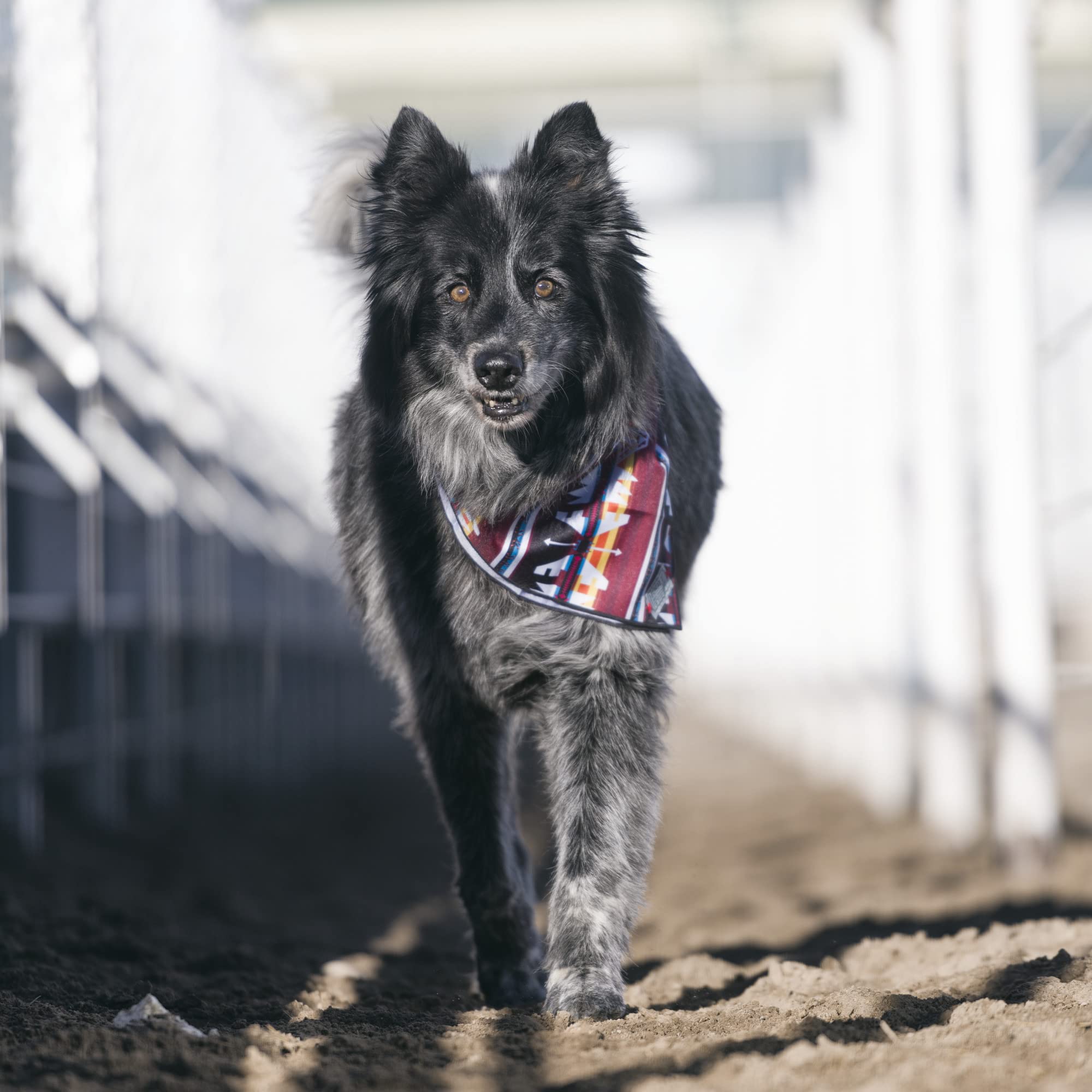 Hooey Mercantile Dog Bandana, Durable Polyester Dog Bandana With Graphic-Inspired Prints, Totem, One Size