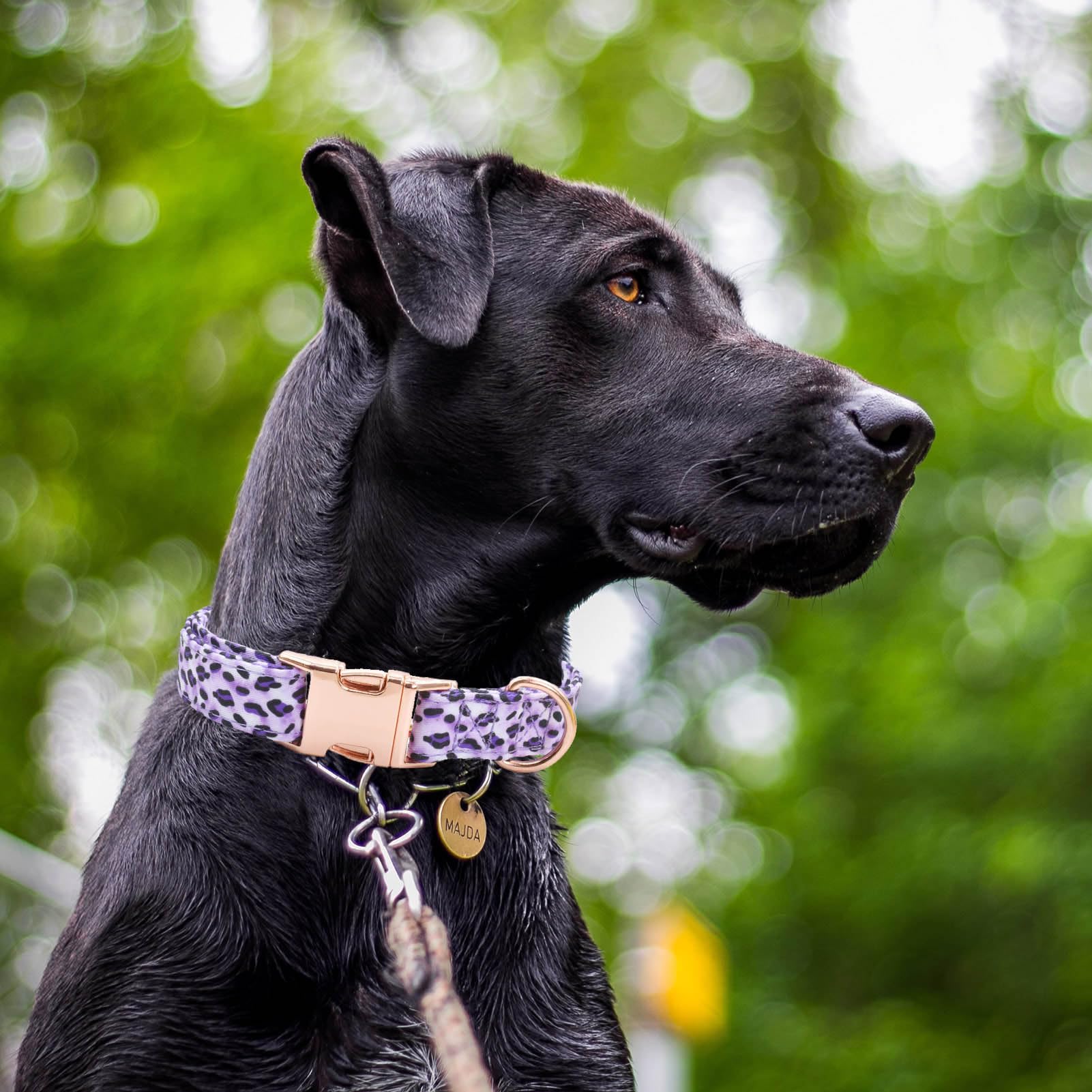 Cotton Dog Collar Metal Buckle Daisy Summer, Cute Adjustable Dog Collar Soft For Small Medium Large Boys Girls Dogs Durable (Sty
