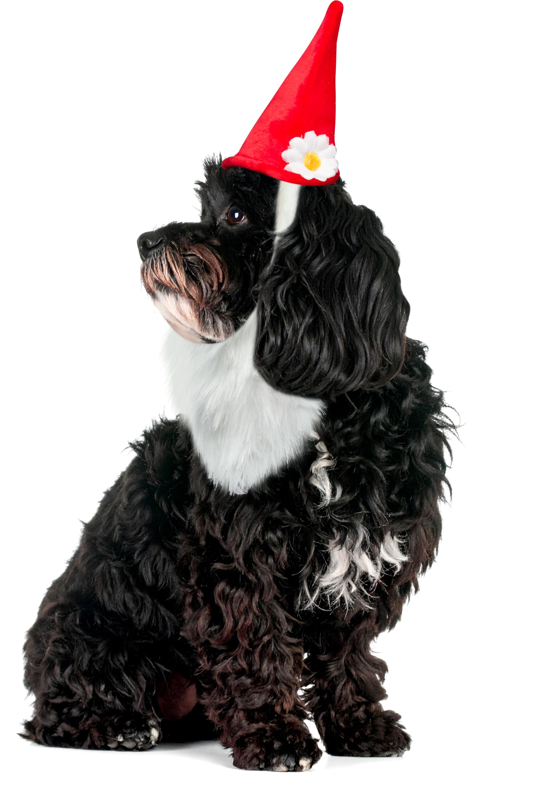Rubie's Garden Gnome Hat with Beard for Pets, Medium/Large