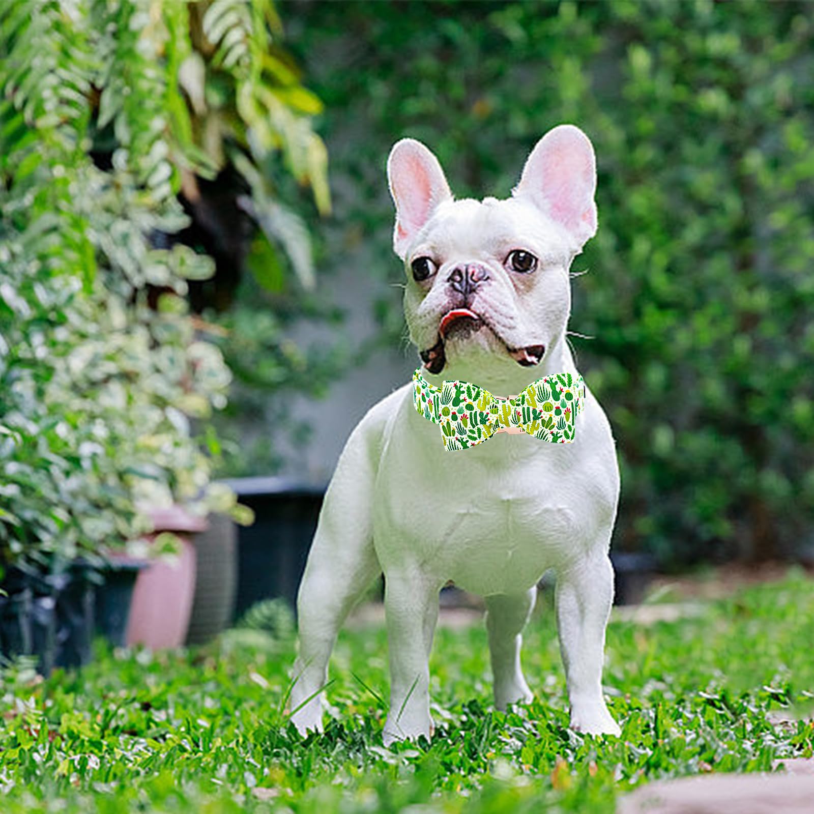 Lionheart Glory Dog Bow Collar Green Cactus Print Collars For Small Dogs,Spring Summer Cute Dog Collar With Bowtie Pet Collars B