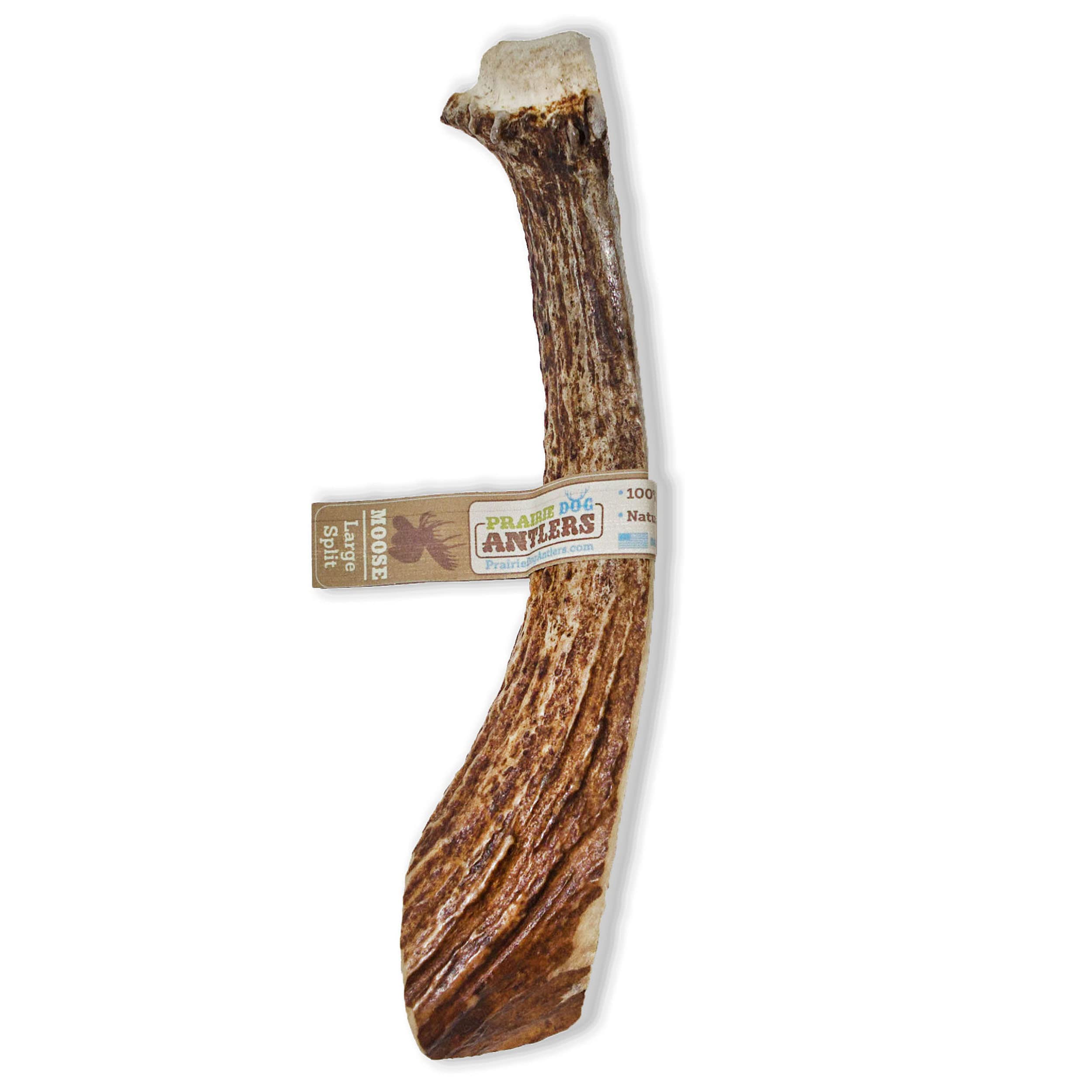 Prairie Dog | Moose Antler Chew | Naturally Shed - Hand Harvested in North America | X-Large