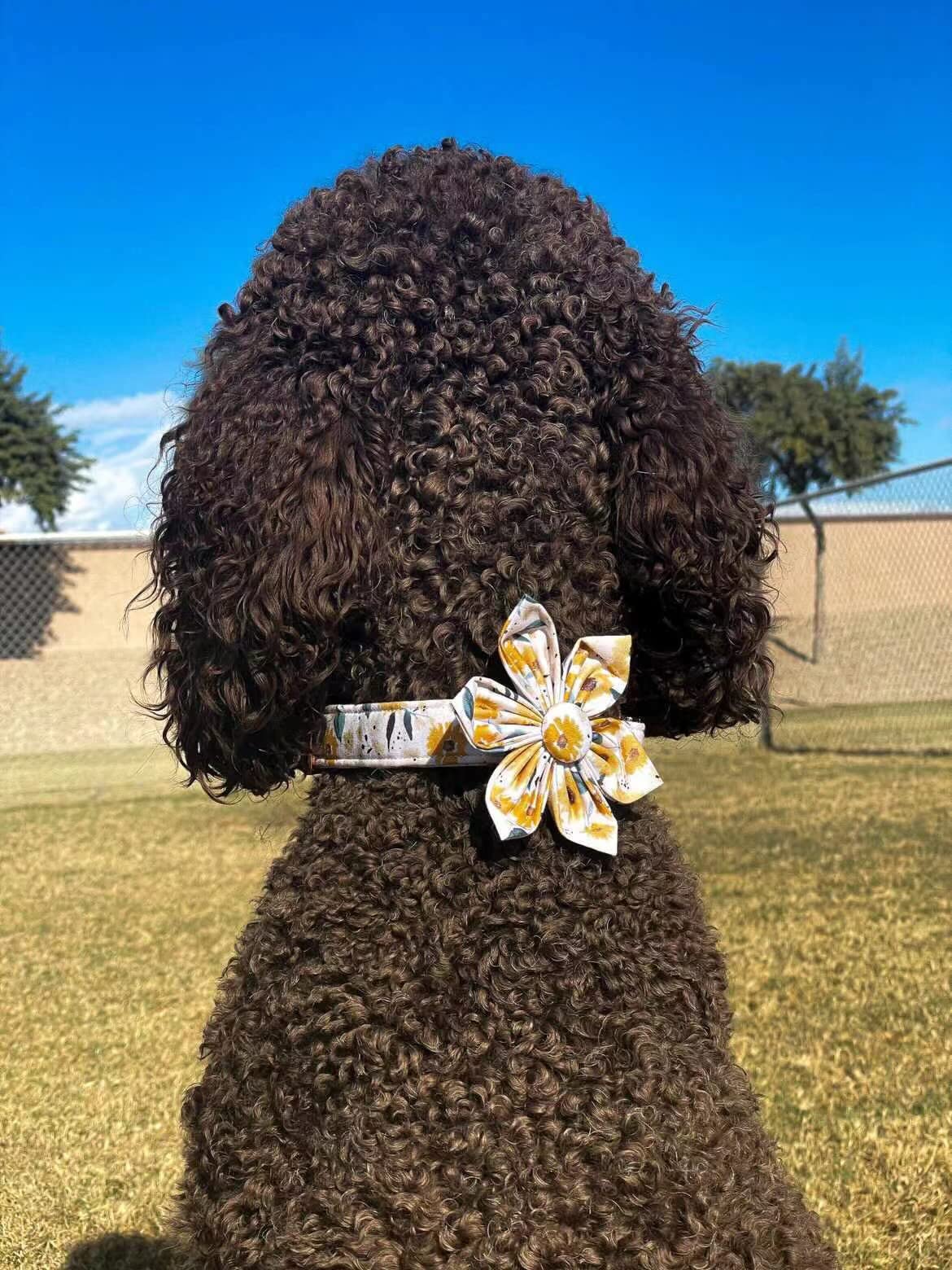 Elegant Little Tail Sunflower Girl Dog Collar For Female Dogs, Pet Collar Adjustable Dog Collars With Flower Gift For X-Large Dogs