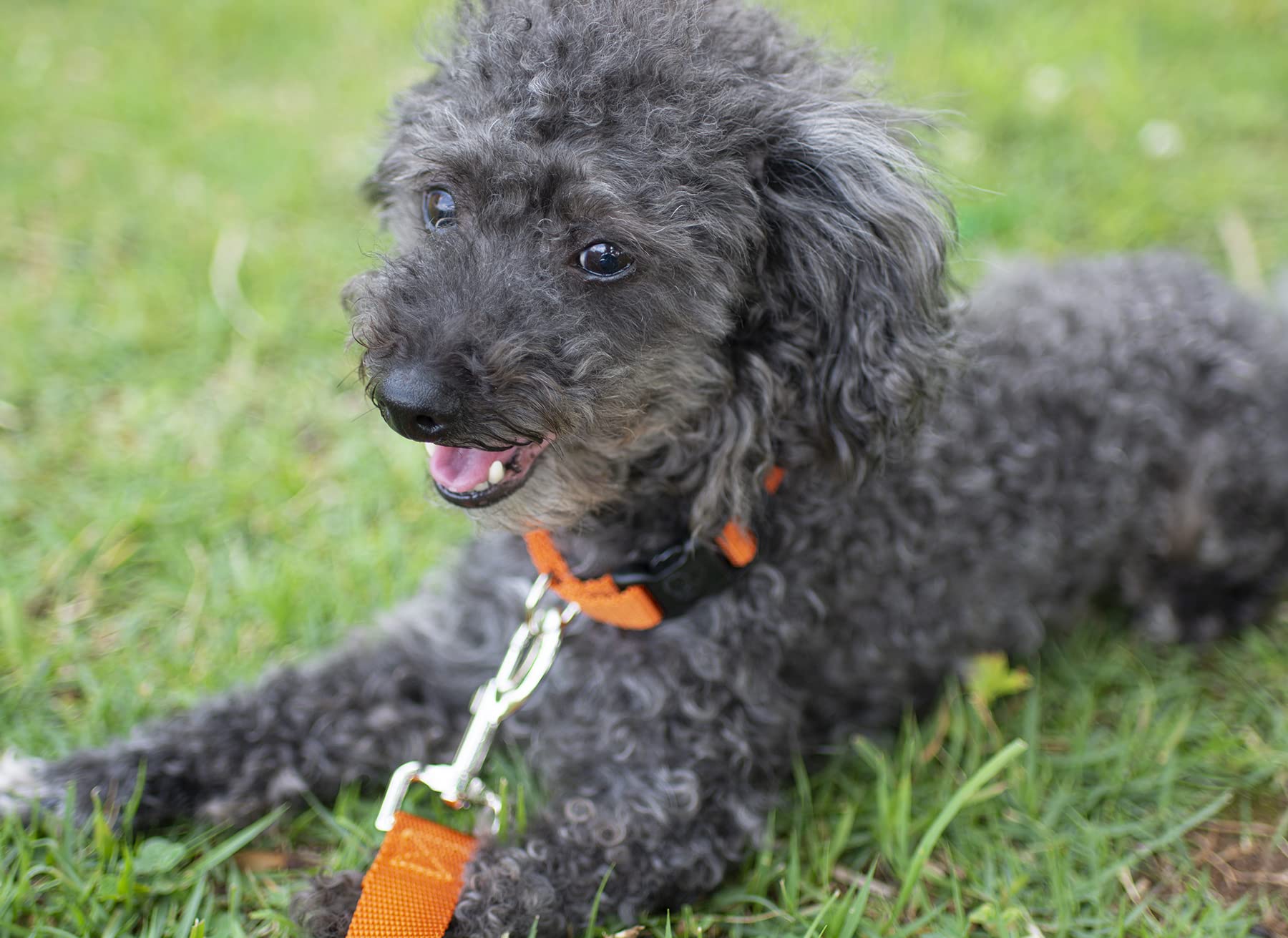 Country Brook Petz - 1 Inch Solid Color Nylon Dog Leash - Durable Clip - Soft Handle (1 Inch Wide, 4 Foot, Orange)