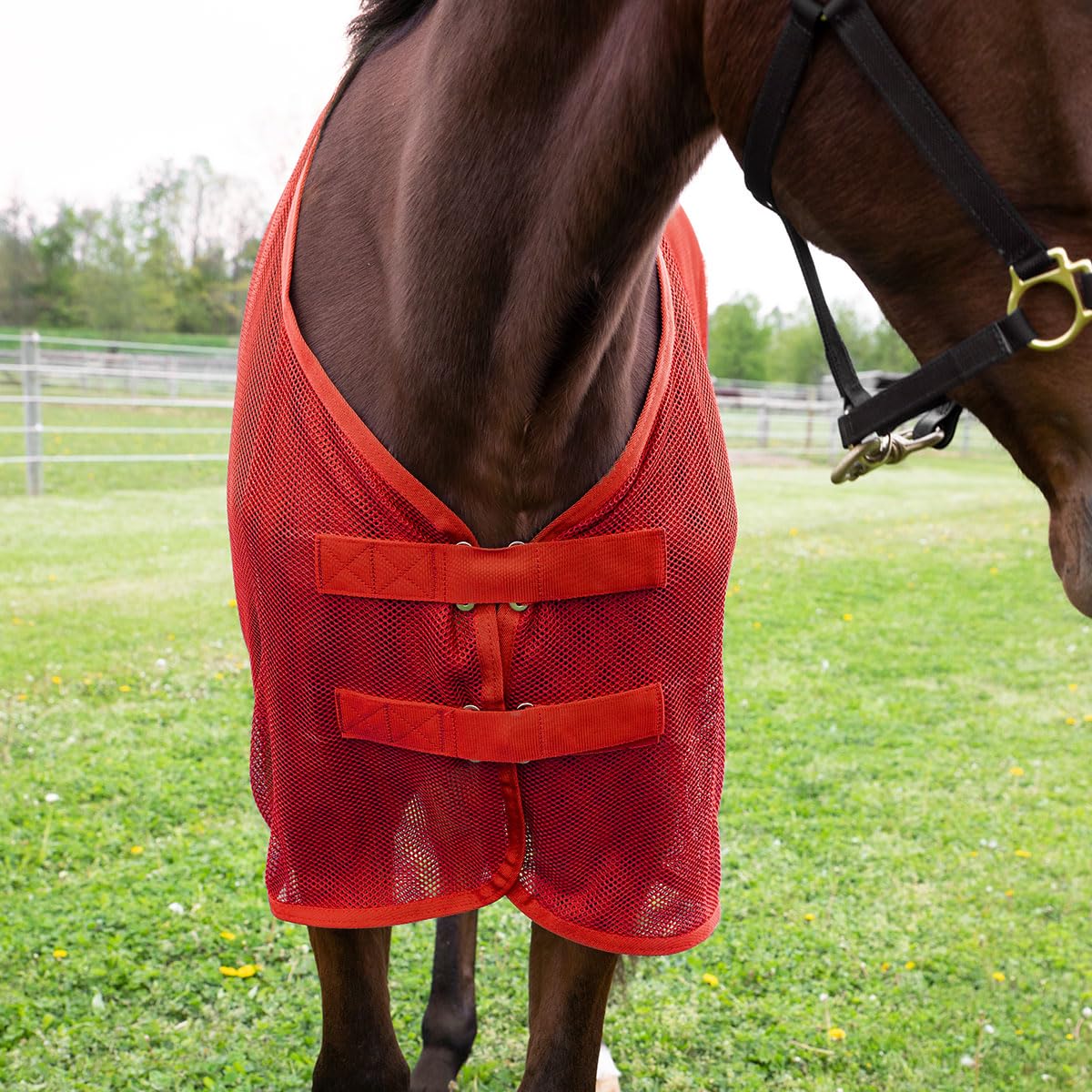 Country Pride Fitted Scrim Fly Sheet (Red, Medium 74-76)