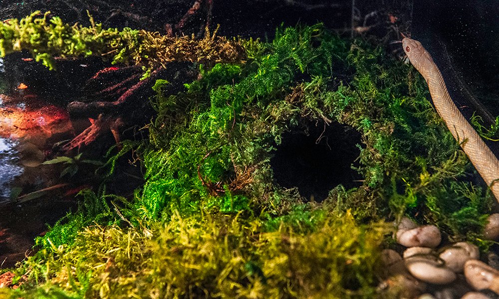 Galápagos (05346) Mossy Cave Hide, 4', Green