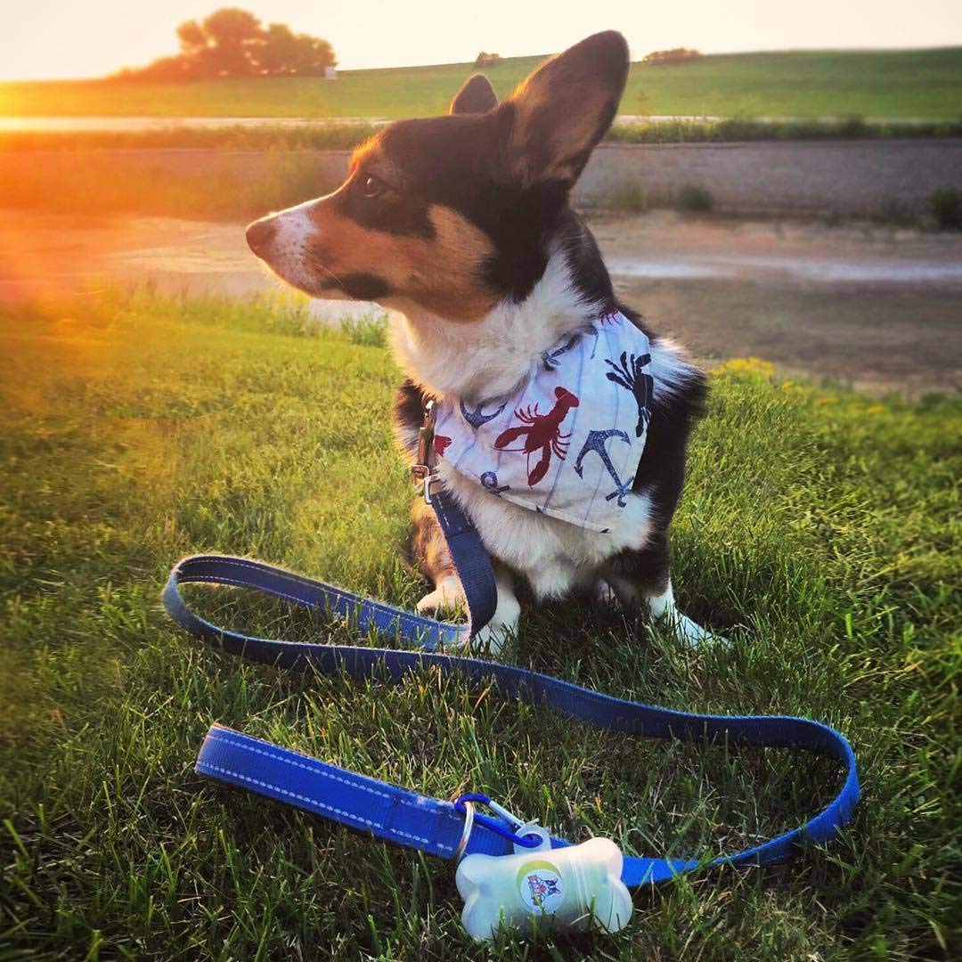 Pogi? Dog Poop Bags Bulk - 60 Unscented Rolls (900 Doggie Poop Bags) - Leak-Proof Dog Waste Bags - Ultra Thick, Extra Large Poop Bags For Dogs