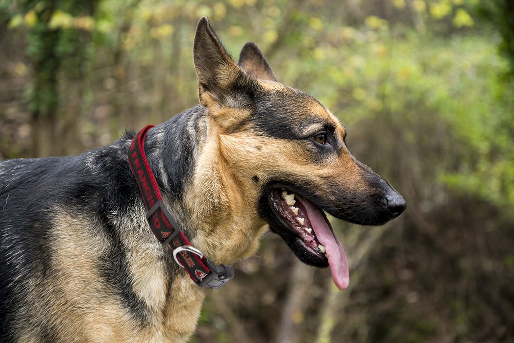 Pets First NFL San Francisco 49ers Licensed PET COLLAR, Small - Heavy-Duty, Strong, and Durable Dog Collar. Available in 31 Foot