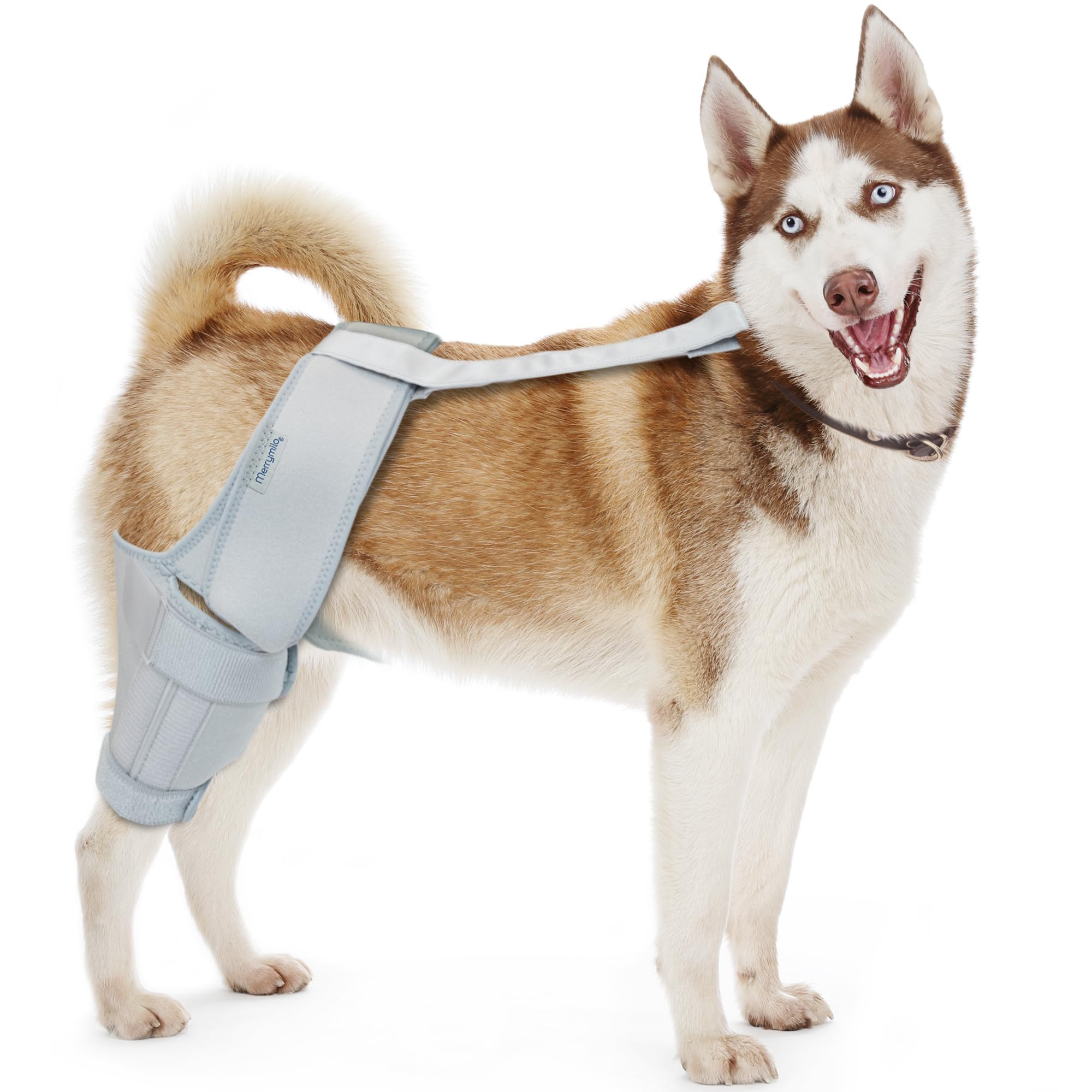 MerryMilo Dog Knee Brace, Support for Large and Small Dogs with ACL, CCL, Cruciate Ligament Injuries, Patella Dislocation, or Os