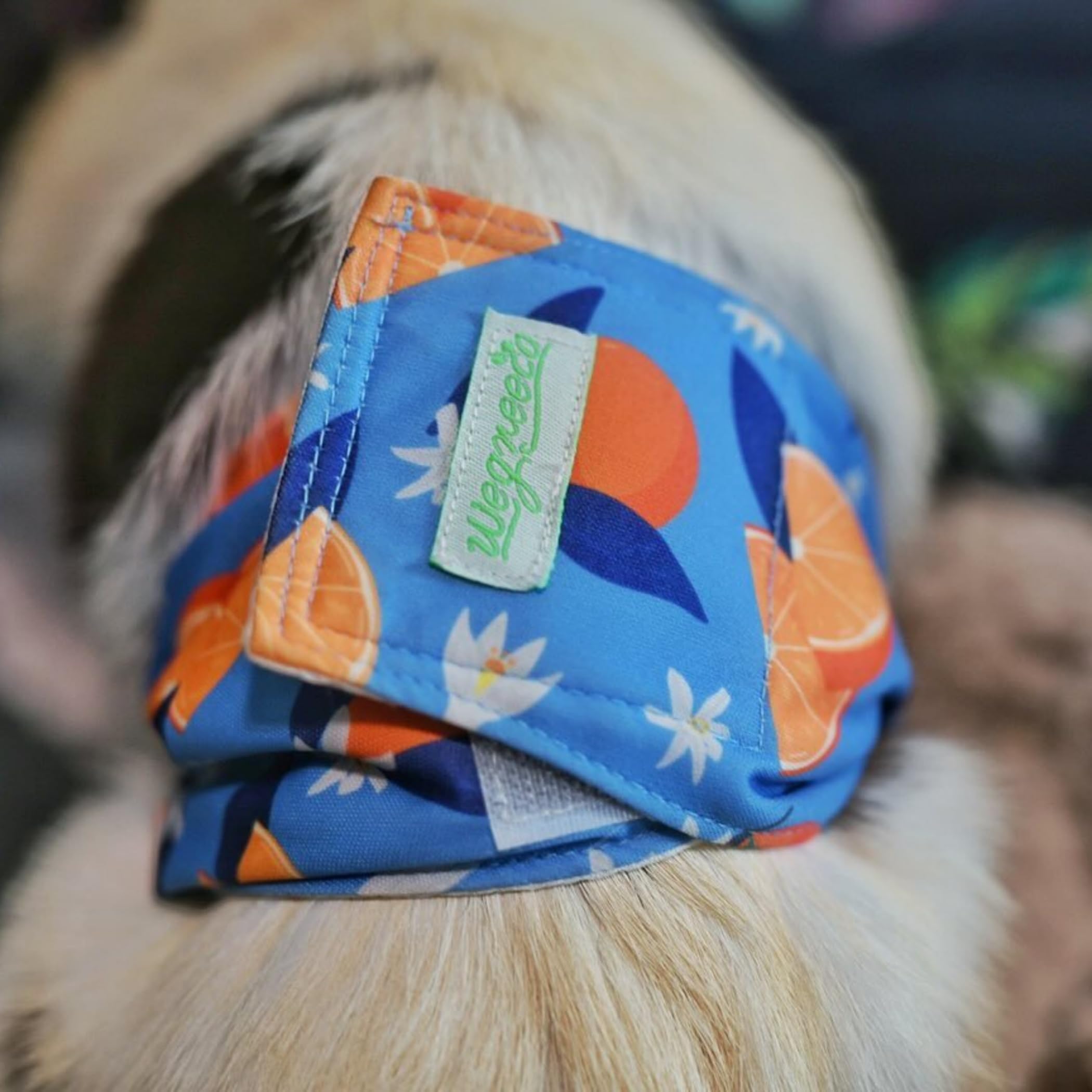 wegreeco Washable Male Dog Belly Band, Large (18" to 21"), Cotton/Polyester Blend, Stylish Fruit Pattern, Pack of 3