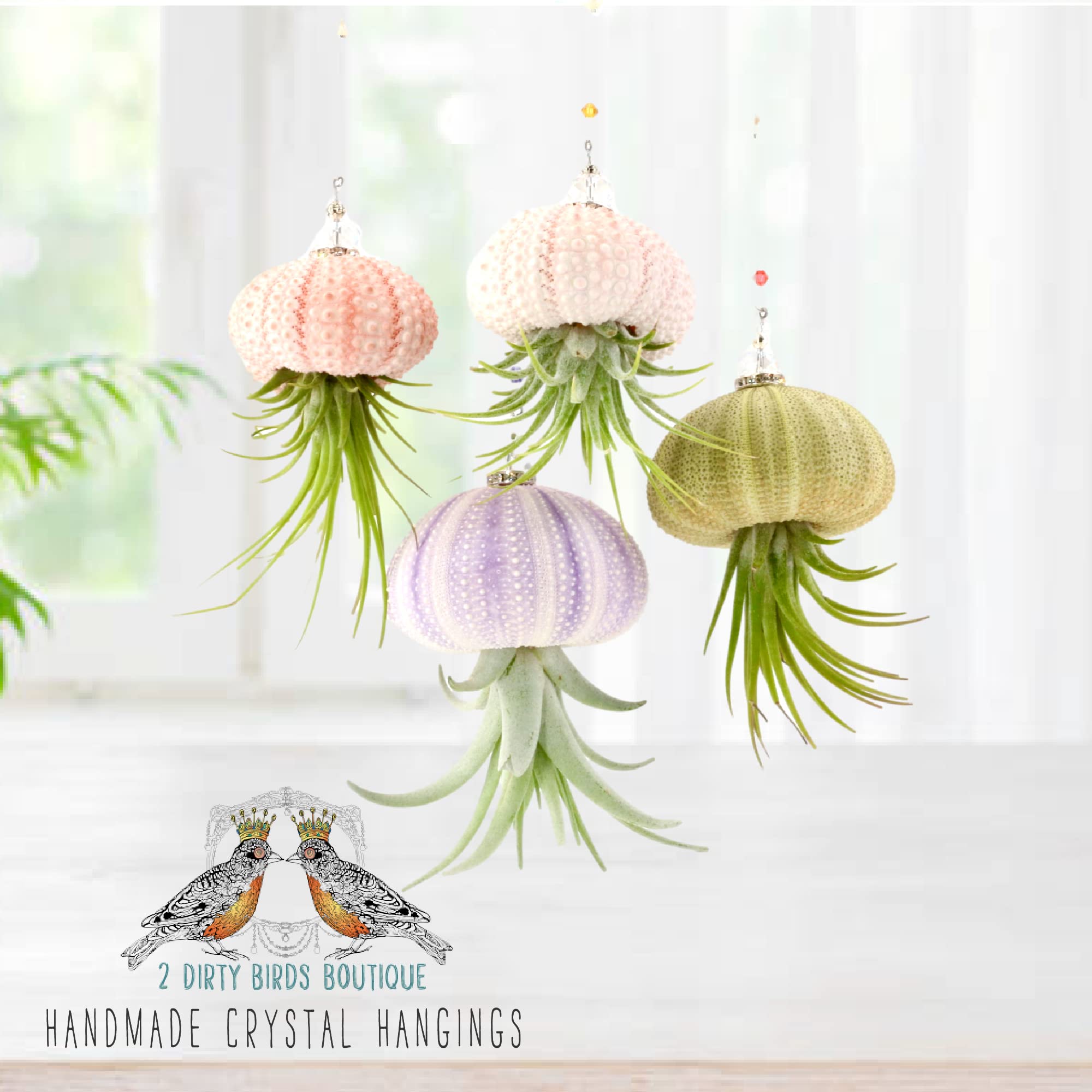2 Dirty Birds, Handmade Hanging Sea Urchin Shell Live Succulent Jellyfish Air Plants, W/Swarovski And Freshwater Pearls (Pack Of