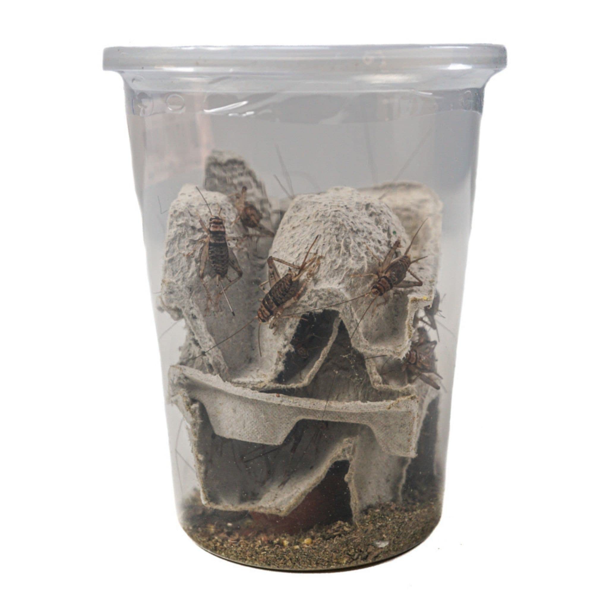Joshs Frogs 1 GUTLOADED Banded Crickets (60 Count)