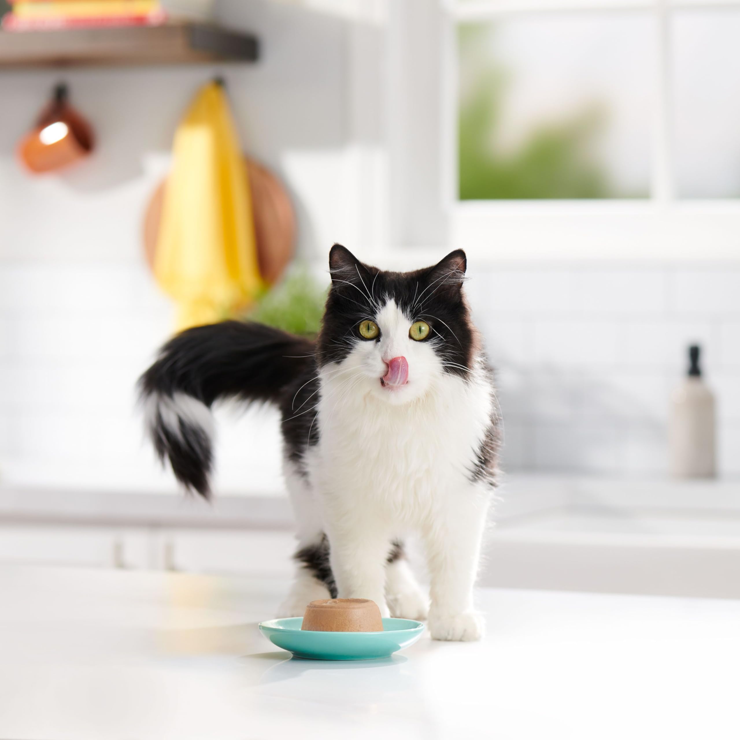 Meow Mix Pat   in Gravy Wet Cat Food with Real Tuna & Salmon, 2.75 Ounce (Pack of 12)