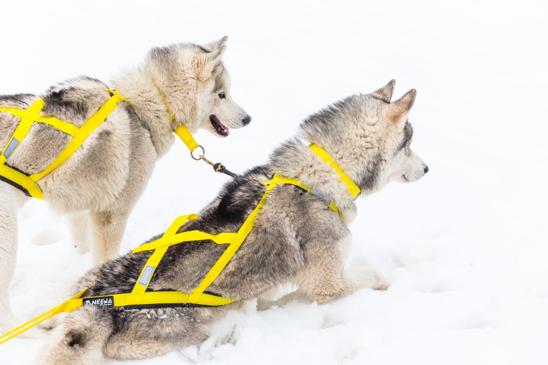 Neewa Sled Pro Harness (Xx-Large, Yellow), Dog Pulling Harness, Husky Harness, Mushing Harness, X Back Harness Dog For Dog Exercise, Bikejoring, Skijoring, Dog Sledding, Canicross, Dog Harness