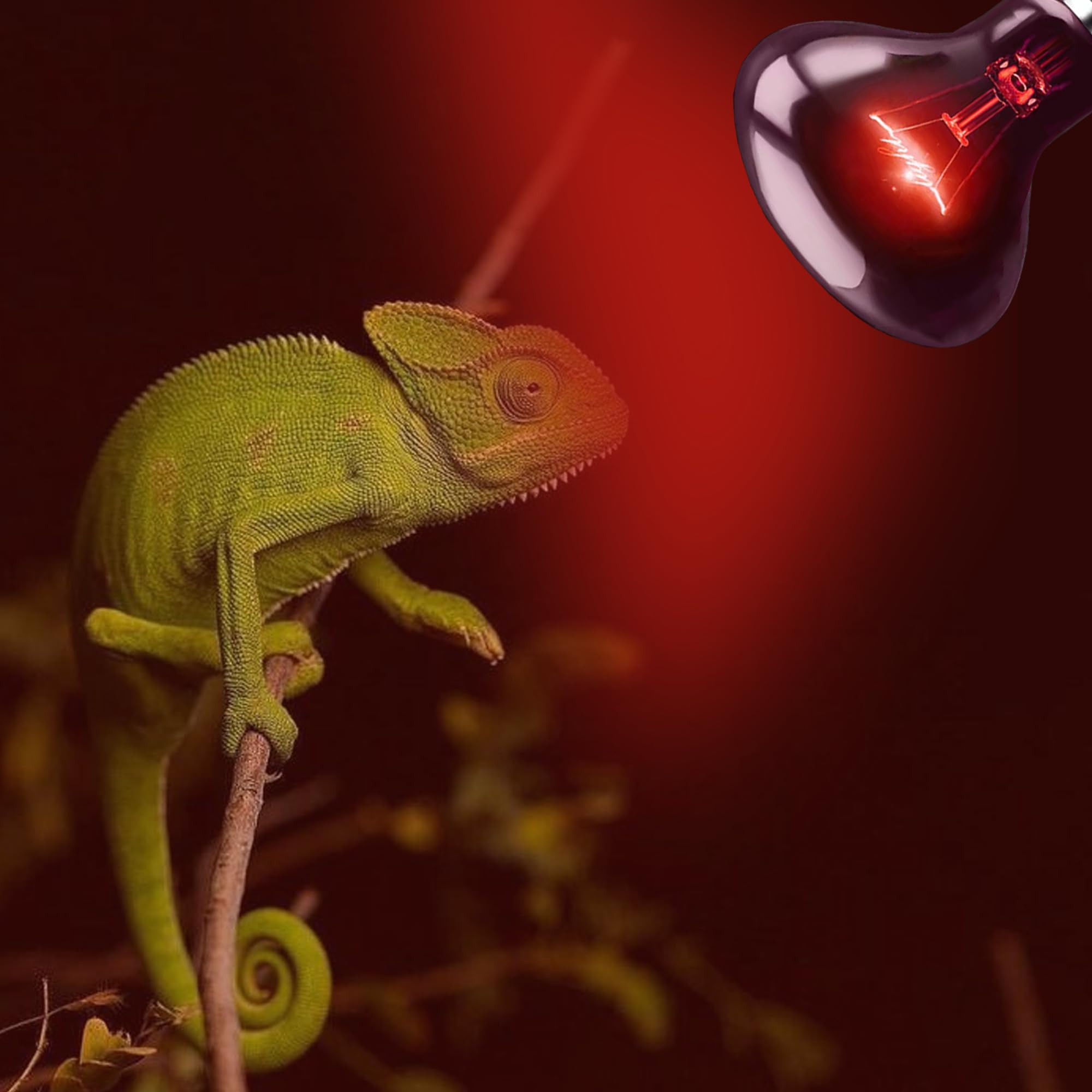 Hartompet 60W Infrared Red Heat Lamp - Basking Spot Bulb For Reptiles, Bearded Dragons, Chameleons, Snakes & Lizards; Ideal Red