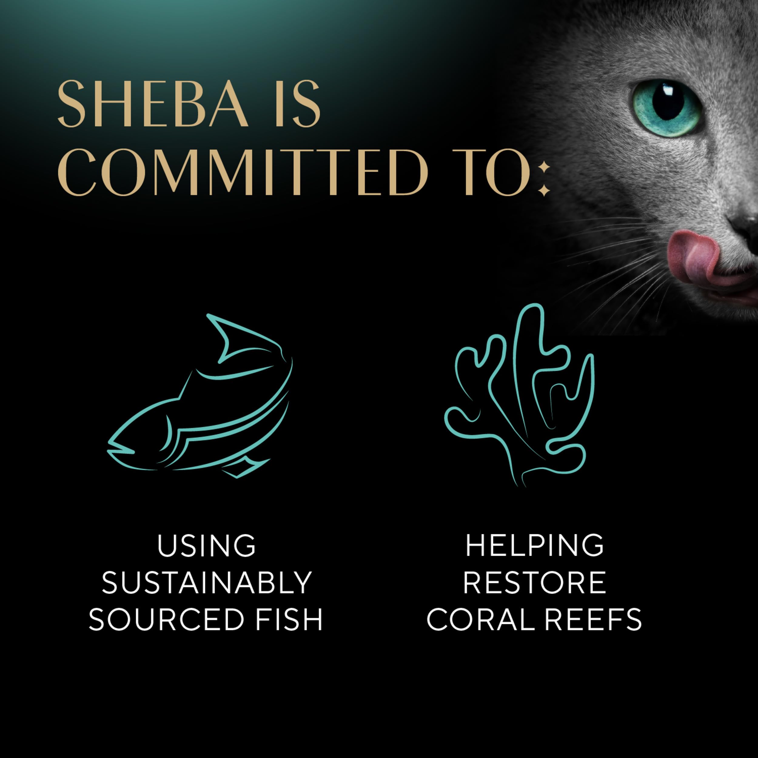 Sheba Perfect Portions Kitten Wet Cat Food Pate Chicken Entree and Salmon Entree, 2.6 oz. Twin-Pack Trays (12 Count, 24 Servings