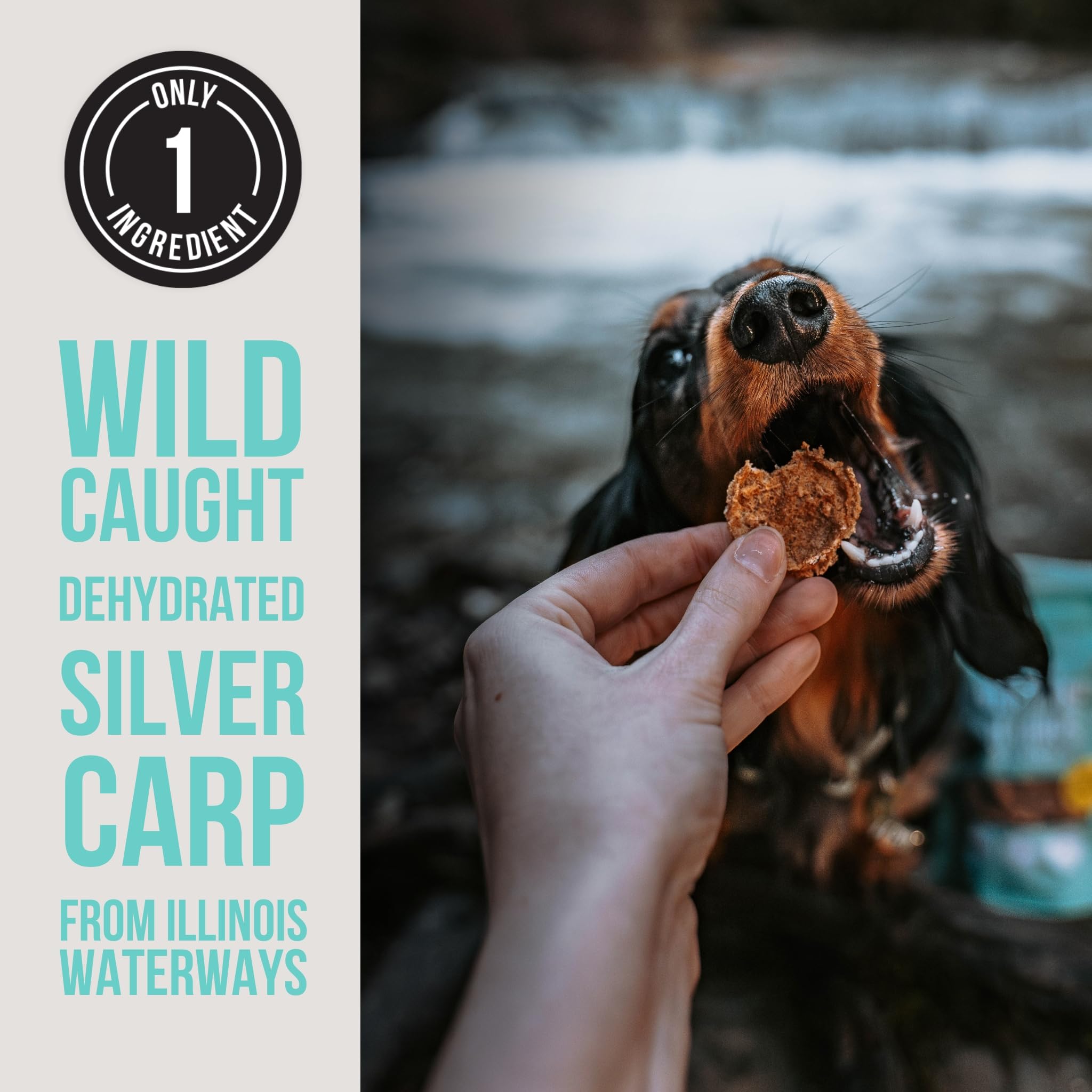 Natural Rapport Dehydrated Fish Dog Treats - The Only Silver Carp Fish Chips Dogs Need - All Natural Dog Treats for Small and La