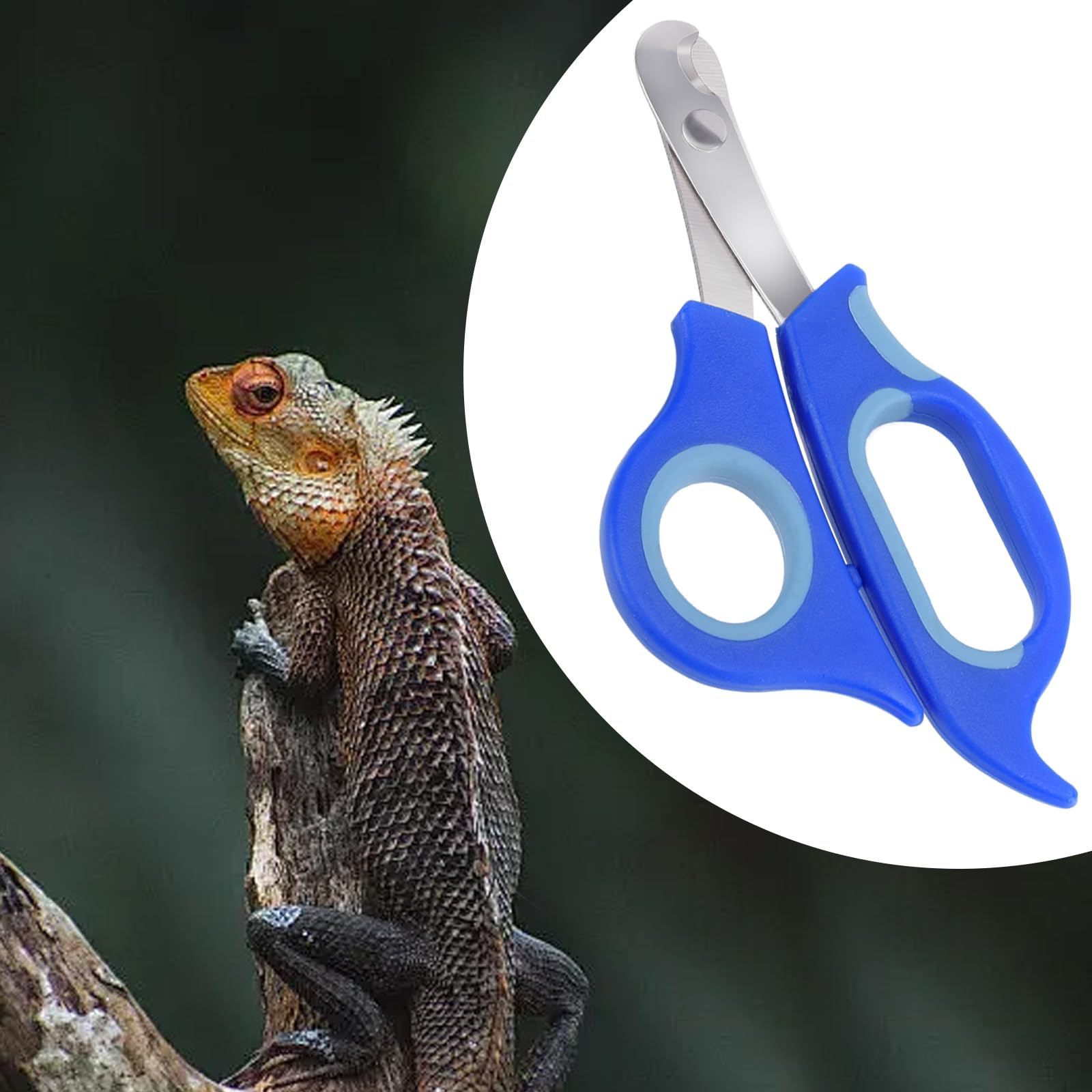 Keuye Bearded Dragon Nail Clippers,Stainless Steel Bearded Dragon Toe Nail Clippers With Precise Angled Edges,Professional Groom