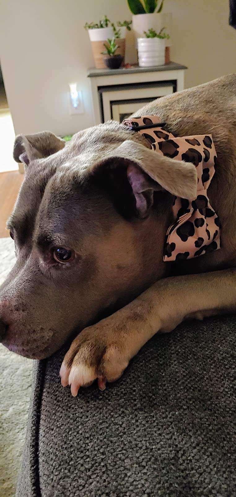 Dogwong Cotton Dog Collar With Bowtei, Leopard Bowtie Dog Collars, Adjustable Heavy Duty Girl Dog Collar With Bow For Large Dogs