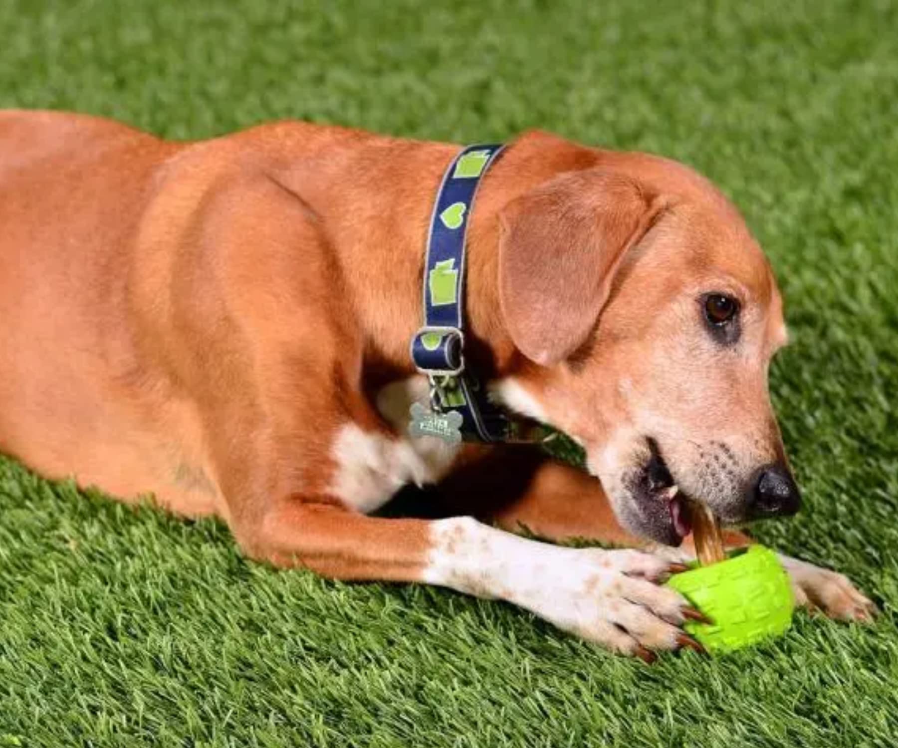 Cycle Dog High Roller Plus Large Blue Erratic Bounce Treat Hiding Ball - Tough & Sustainable Chew Toy/Great for Play and for Agg