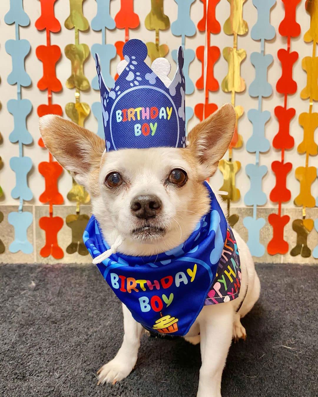 Odi Style Dog Birthday Party Decorations - Bday Bandana Set - Birthday Boy Bandana For Small Dogs, Puppy, Party Hat, Crown And C