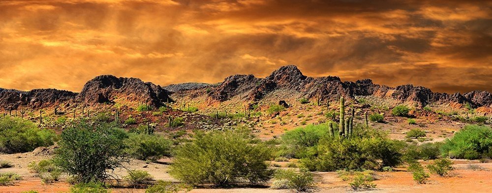 Reptile Habitat, Terrarium Background, Orange Desert Sky With Cactus - (Various Sizes) (18'' H X 48'' W)