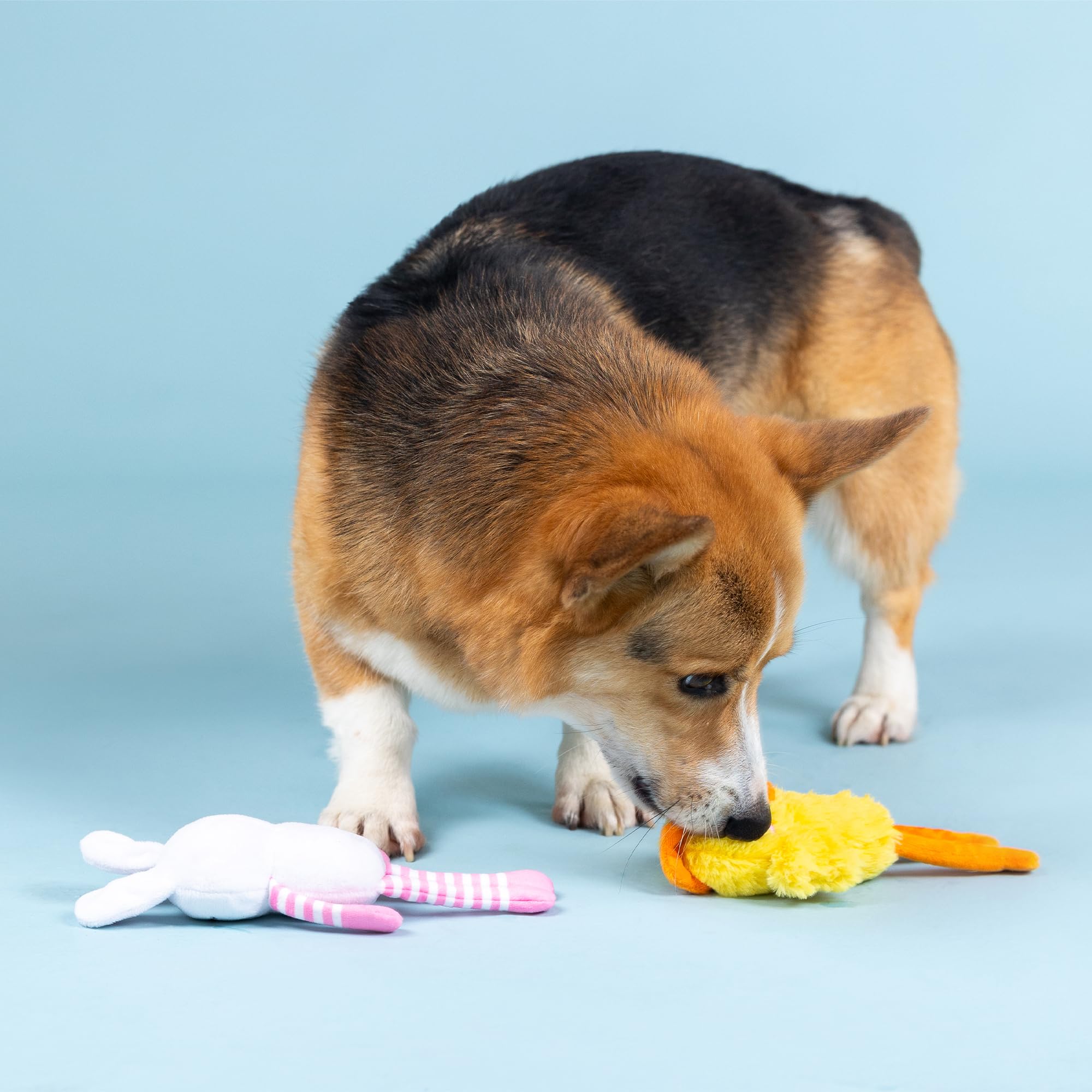 Fringe Studio Plush Dog Toy, 2 Pieces Set, Hoppy Go Clucky, Petshop Collection (312064)