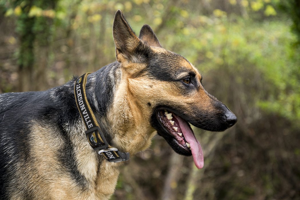 Pets First NFL Jacksonville Jaguars Licensed PET COLLAR, Small - Heavy-Duty, Strong, and Durable Dog Collar. Available in 31 Foo