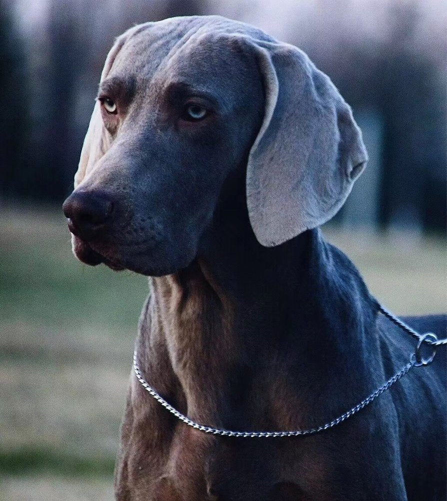 Sgoda Silver Dog Chain Collar Choke Pet Training Snake Collar With Heavy Links, 24 In, 5 Mm