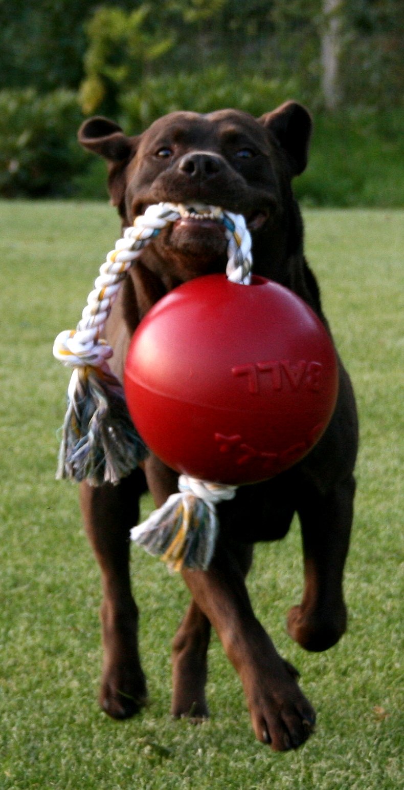 Jolly Pets Romp-N-Roll Rope And Ball Dog Toy, 8 Inches/Large, Orange