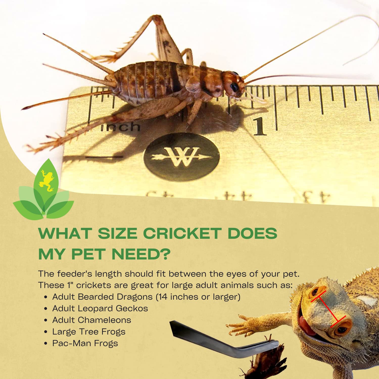 Josh's Frogs 1 Large Adult Banded Crickets (500 Count)