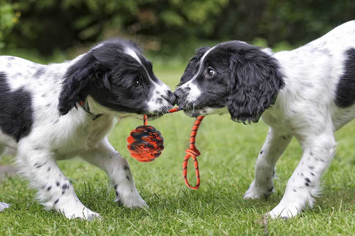 Vitalili Dog Training Ball On Rope Dog Rope Toys Ball Exercise And Reward Toy For Dogs For Chew Training Pull Throw Toy Tug Toy Dogs Fetch Toys Belgian Malinois Gifts