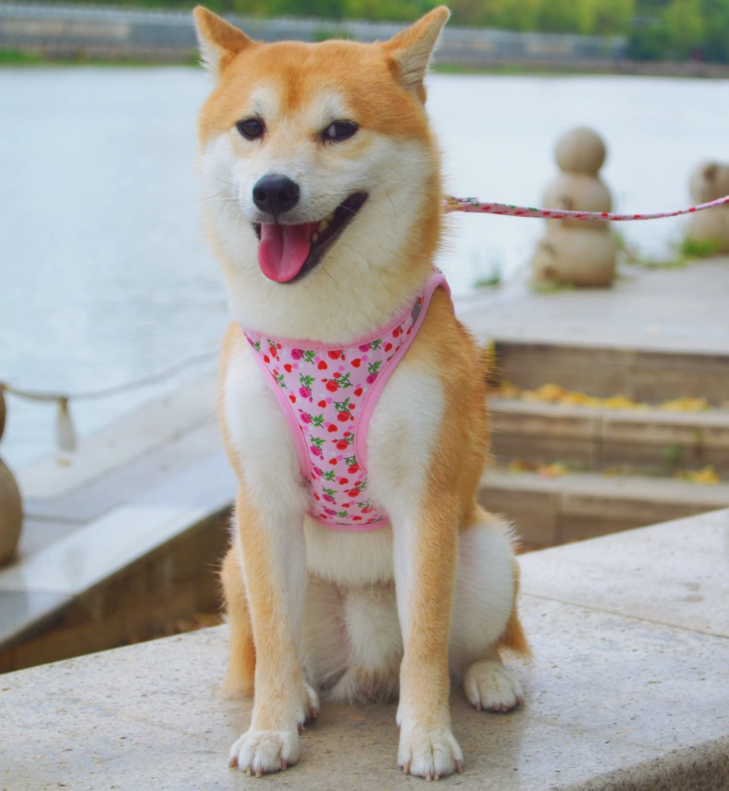 Moonpet Step In Valentine'S Day Dog Harness Leash Set- All Weather Reflective No-Pull Floral Pattern Padded Mesh Vest Harness Fo