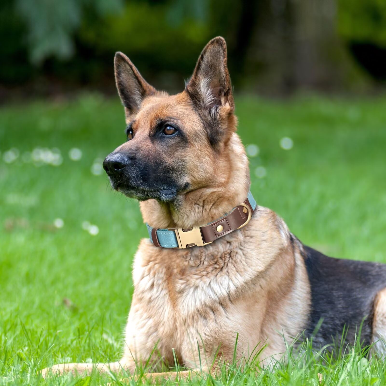 Didog Soft Padded Leather Dog Collars For Medium Dogs, Classic Heavy Duty Dog Collars With Quick Release Metal Buckle, Adjustabl