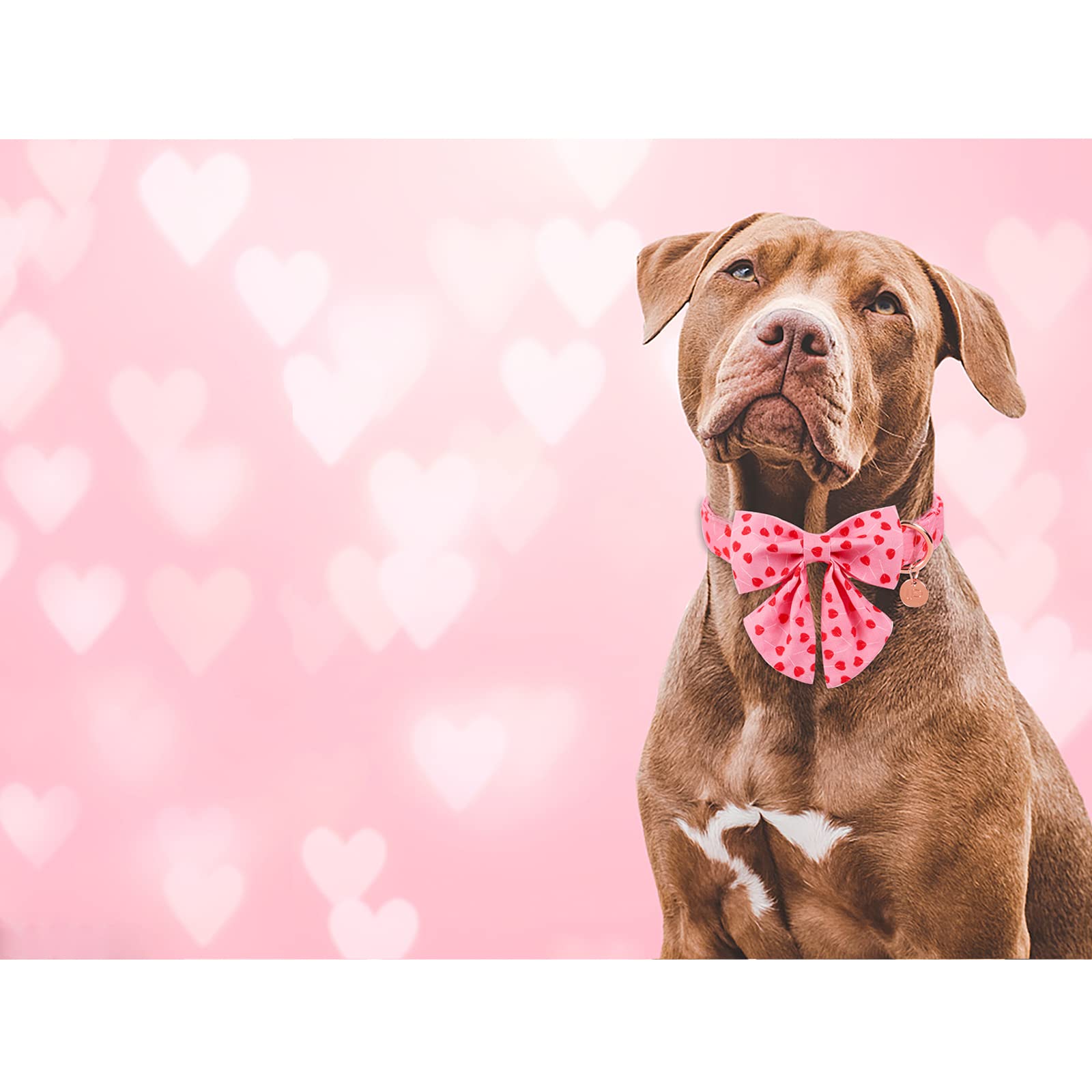 Up Urara Pup Valentine Dog Collar With Bow Tie, Valentine Bowtie Collar For Small Girl Dog, Cotton Collar With Durable Metal Buckle, Valentine’S Day Gift Pet Collar, S, Neck 10-16In, Red Heart