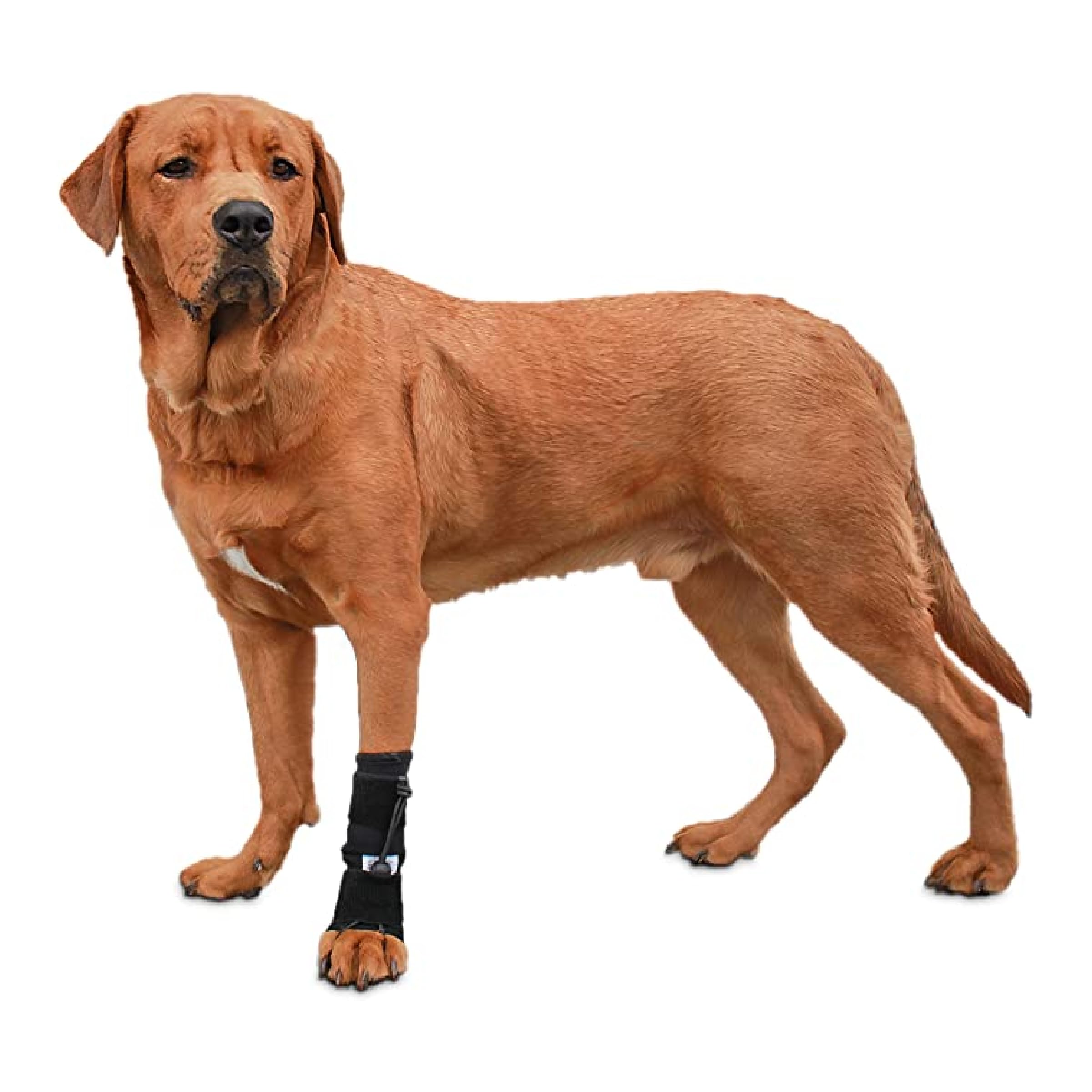 Walkin Pets Front No-Knuckling Training Socks for Dogs - 3+ Inches, 100+ lbs