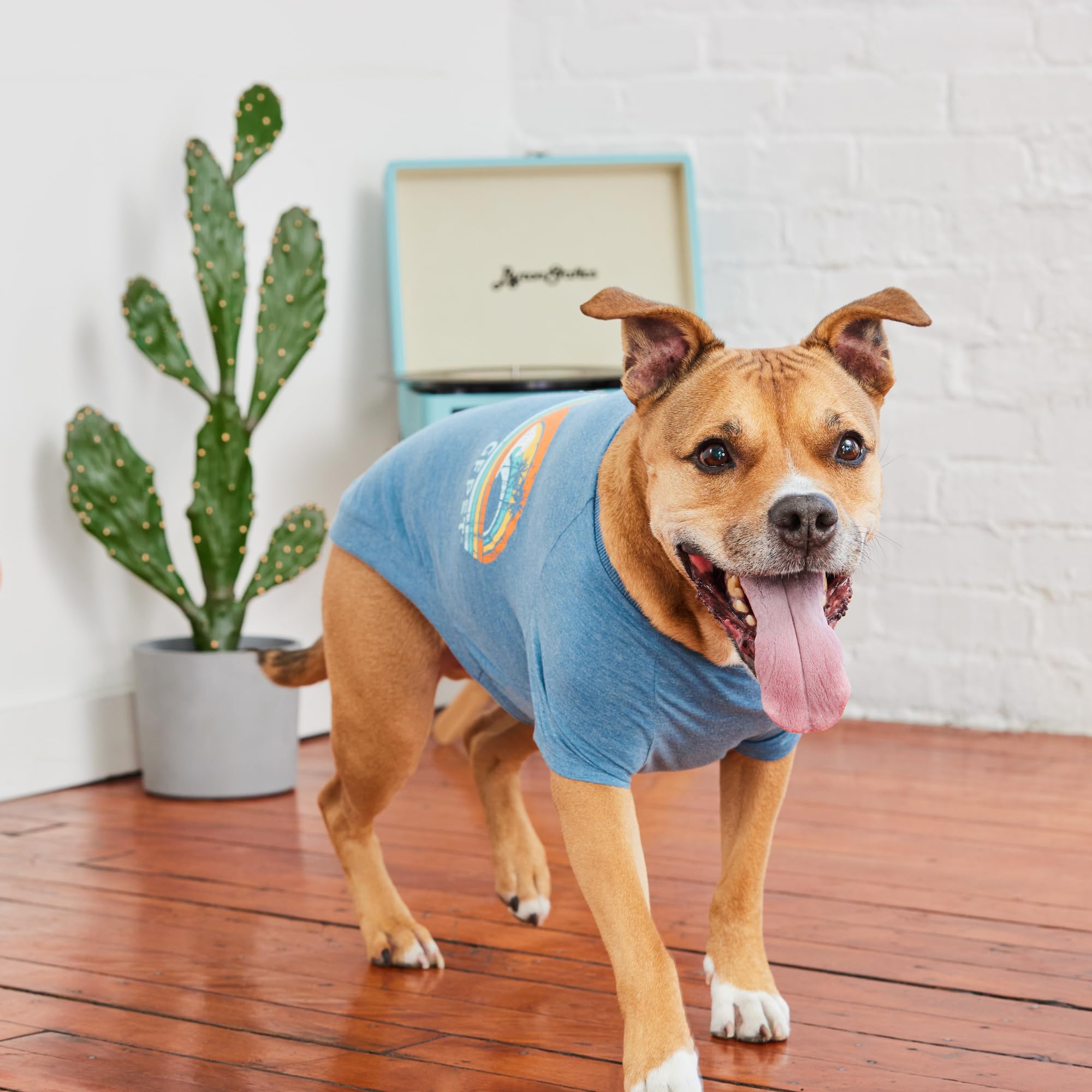 Gf Pet - Graphic Tee Dog T-Shirt (Heather Blue, X-Small)