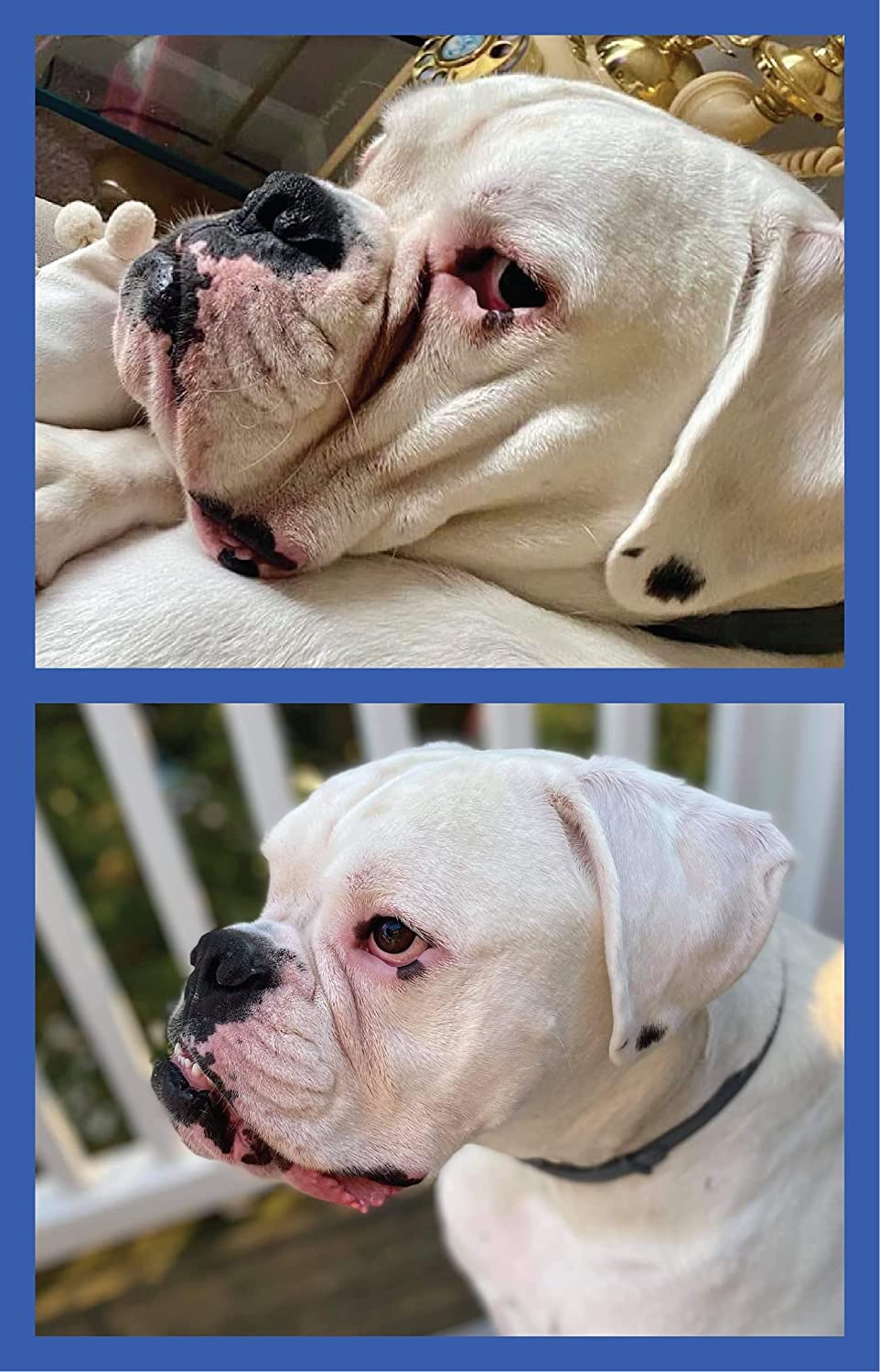 Squishface Wrinkle Wipes - 80 Count Deodorizing Dog Wipes for Tear Stains - Ideal for Bulldogs, Pugs, Frenchies & All Breeds - 5x7