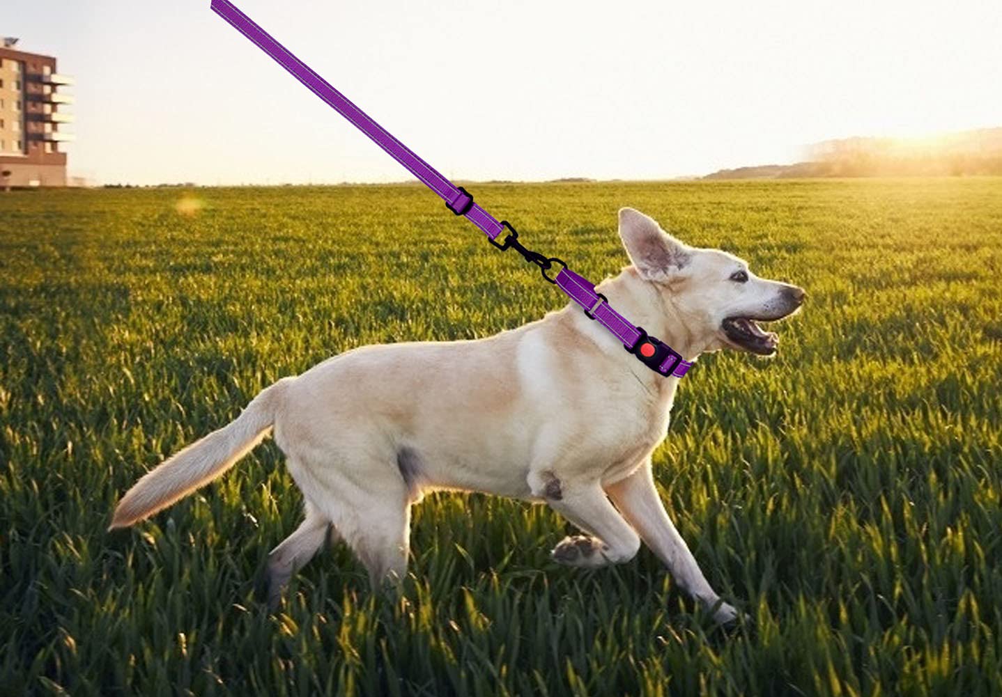 Martingale Dog Collar And Leash Set Martingale Collars For Dogs Reflective Martingale Collar For Small Medium Large Dogs(Purple&M)