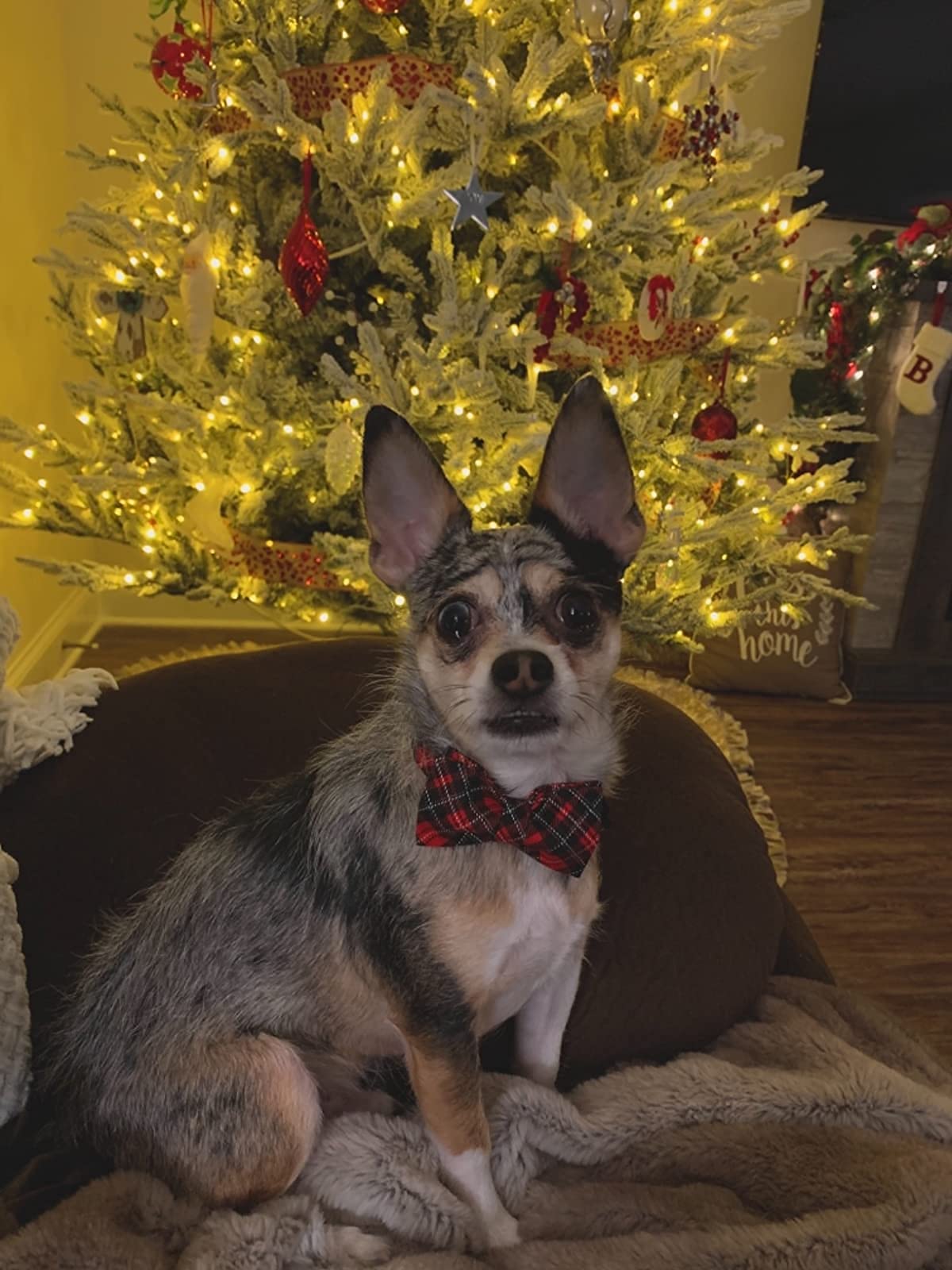 Elegant Little Tail Dog Collar With Bow, Soft And Comfy Bowtie Christmas Dog Collar, Adjustable Pet Gift Collars For X-Large Dogs