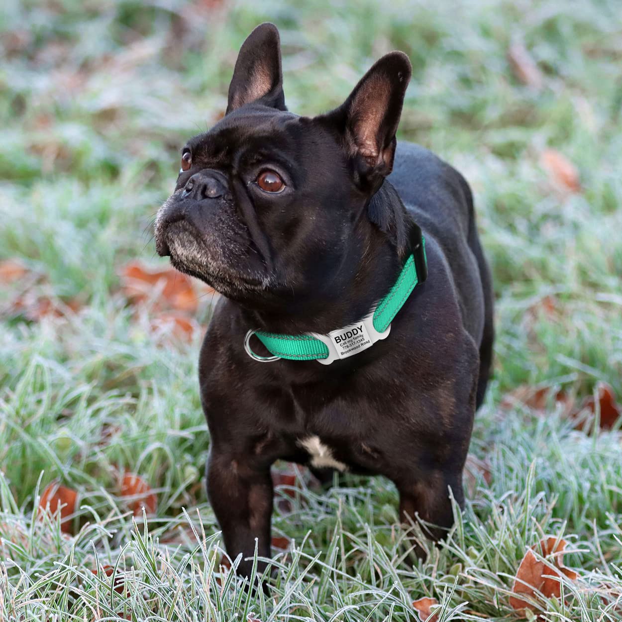 Tagme Reflective Nylon Dog Collars, Adjustable Classic Dog Collar With Quick Release Buckle For Small Dogs, Turquoise, 5/8' Width