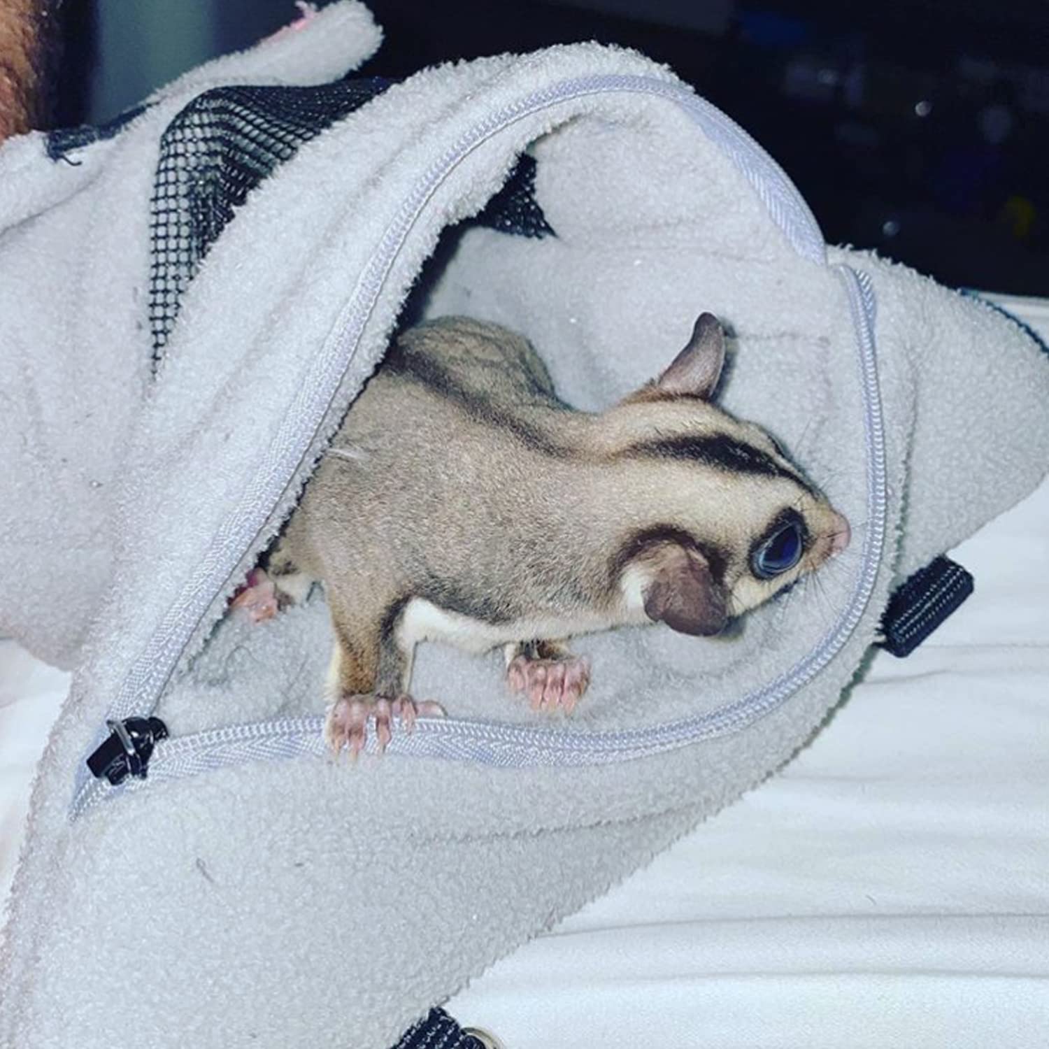 Exotic Nutrition Glider Bonding Pouch - Fleece, Gray, 8" x 7.5" for Small Animals like Sugar Gliders, Rats, Ferrets, and More