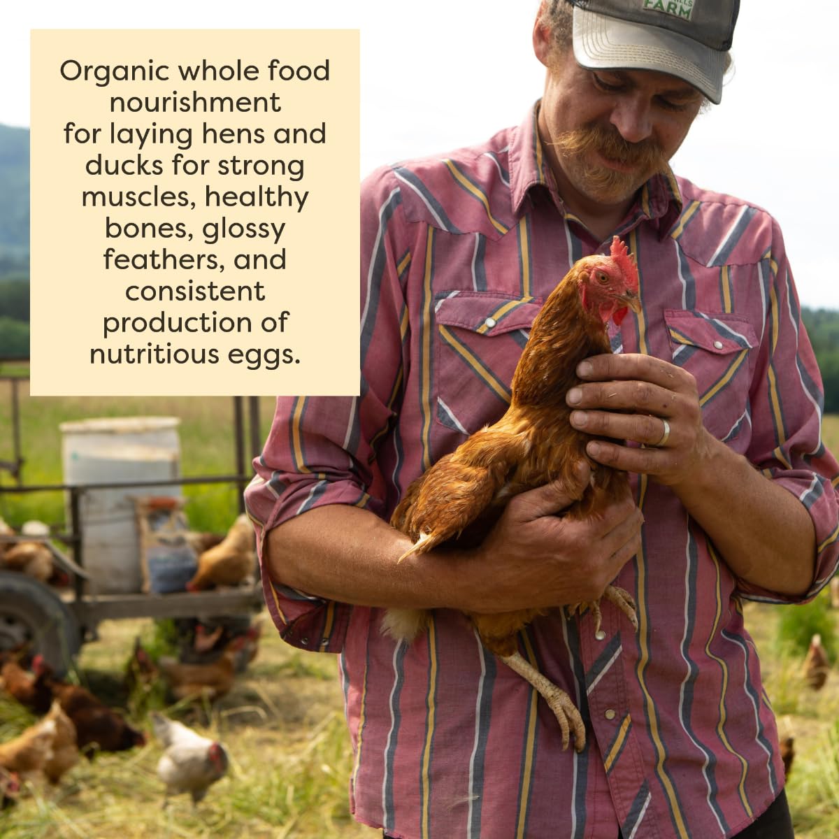 Scratch and Peck Feeds Whole Grain Layer Mash + Corn Chicken and Duck Feed - 40 lbs Bag - Soy-Free - 16% Protein, Certified Orga