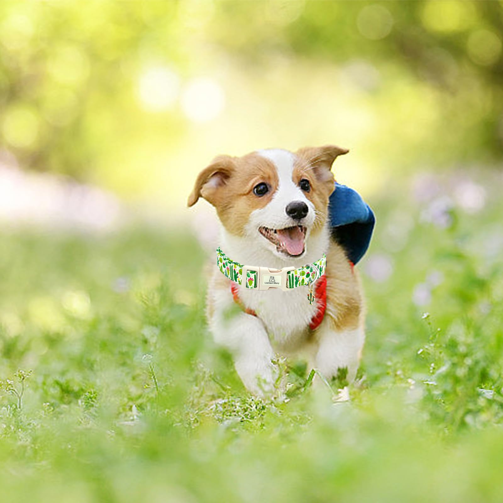 Lionheart Glory Dog Collar Green Cactus Print Collar For Medium Dogs Spring Summer Female Or Male Collars Pets Gift Adjustable H