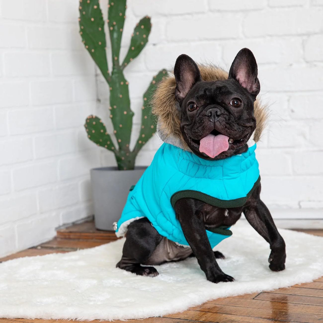 Gf Pet - Winter Sailor Parka - (X-Large, Aqua)