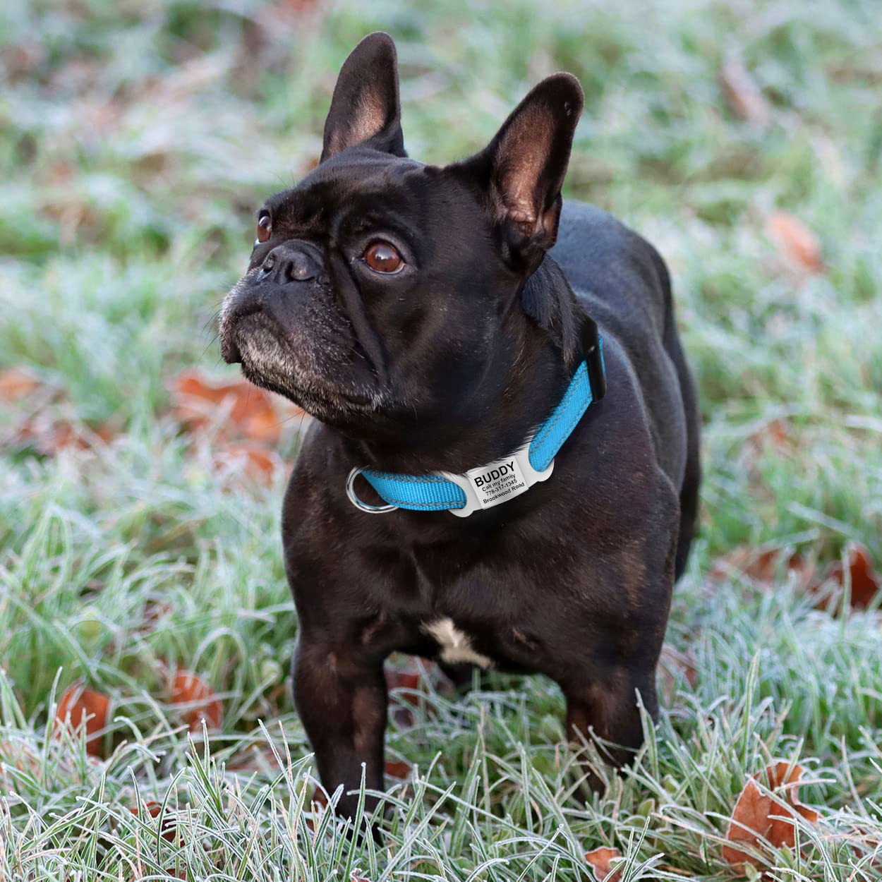 Tagme Reflective Nylon Dog Collars, Adjustable Classic Dog Collar With Quick Release Buckle For Extra Small Dogs, Sky Blue, 5/8' Width